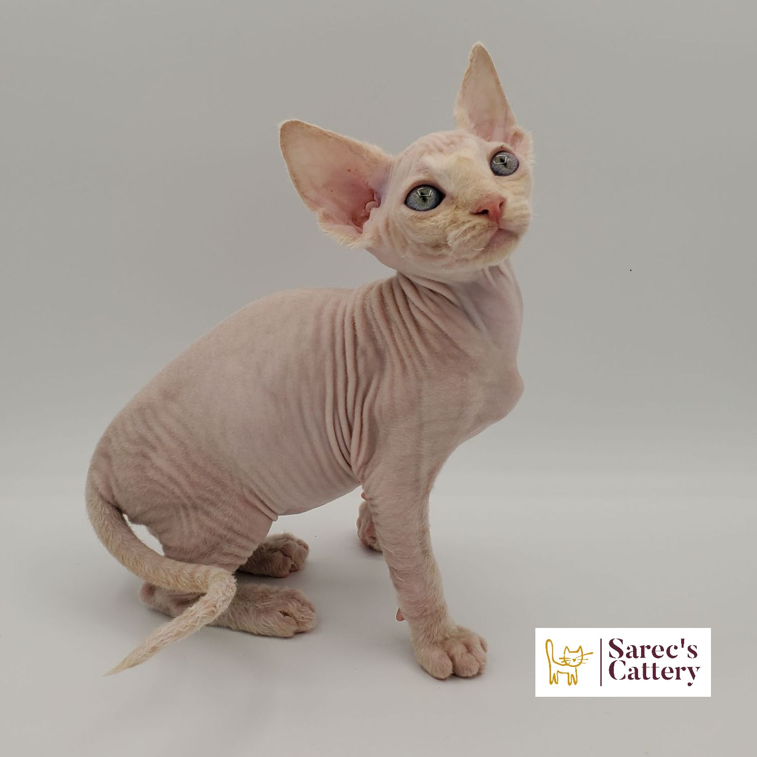 Cream colored Sphynx kitten sitting with head up