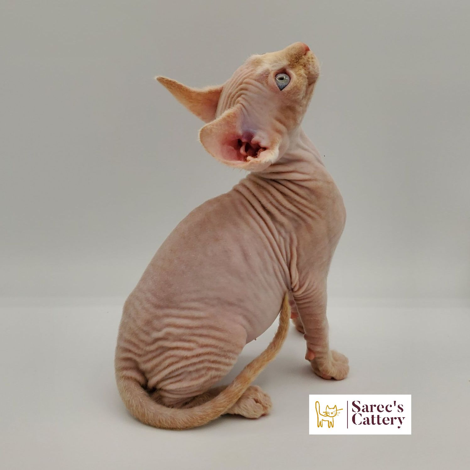 Cream colored Sphynx kitten sitting looking up