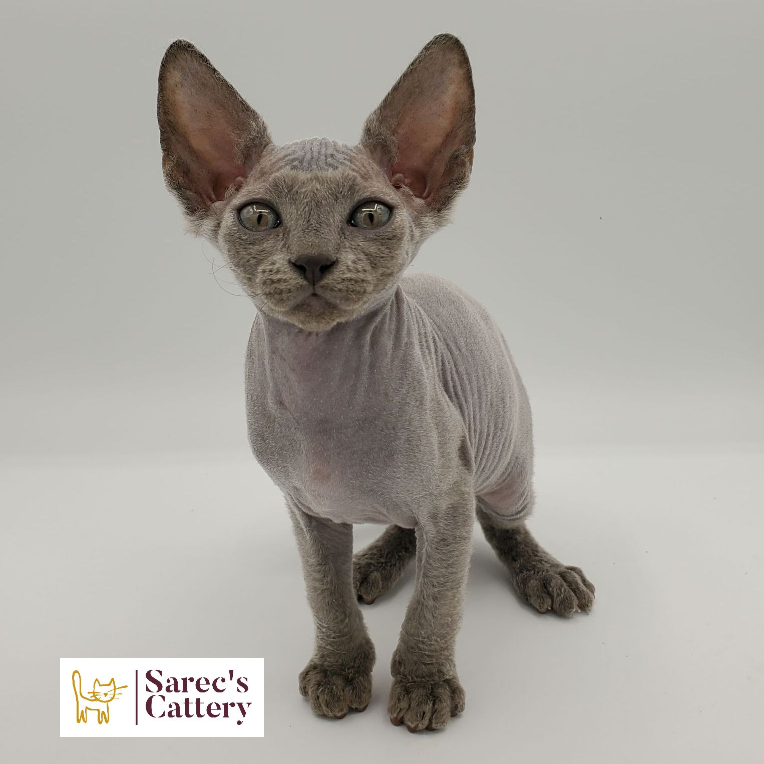 Blue colored Sphynx kitten standing close up