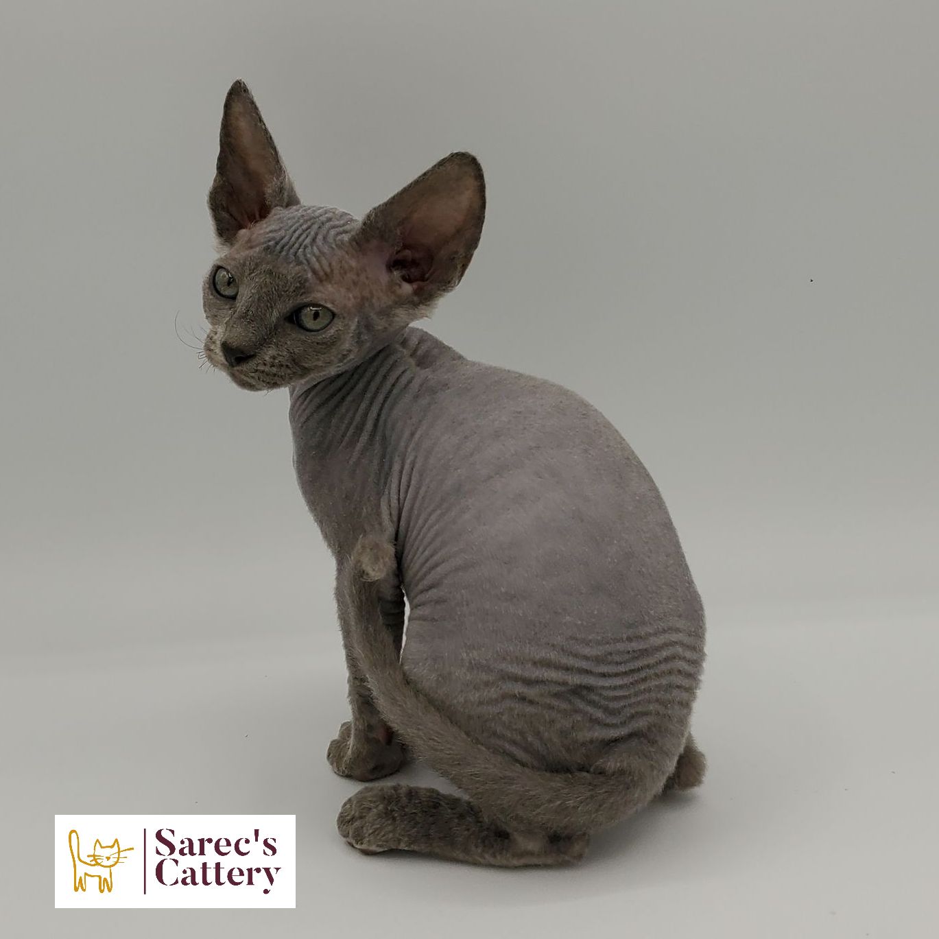 Blue colored Sphynx kitten sitting looking back