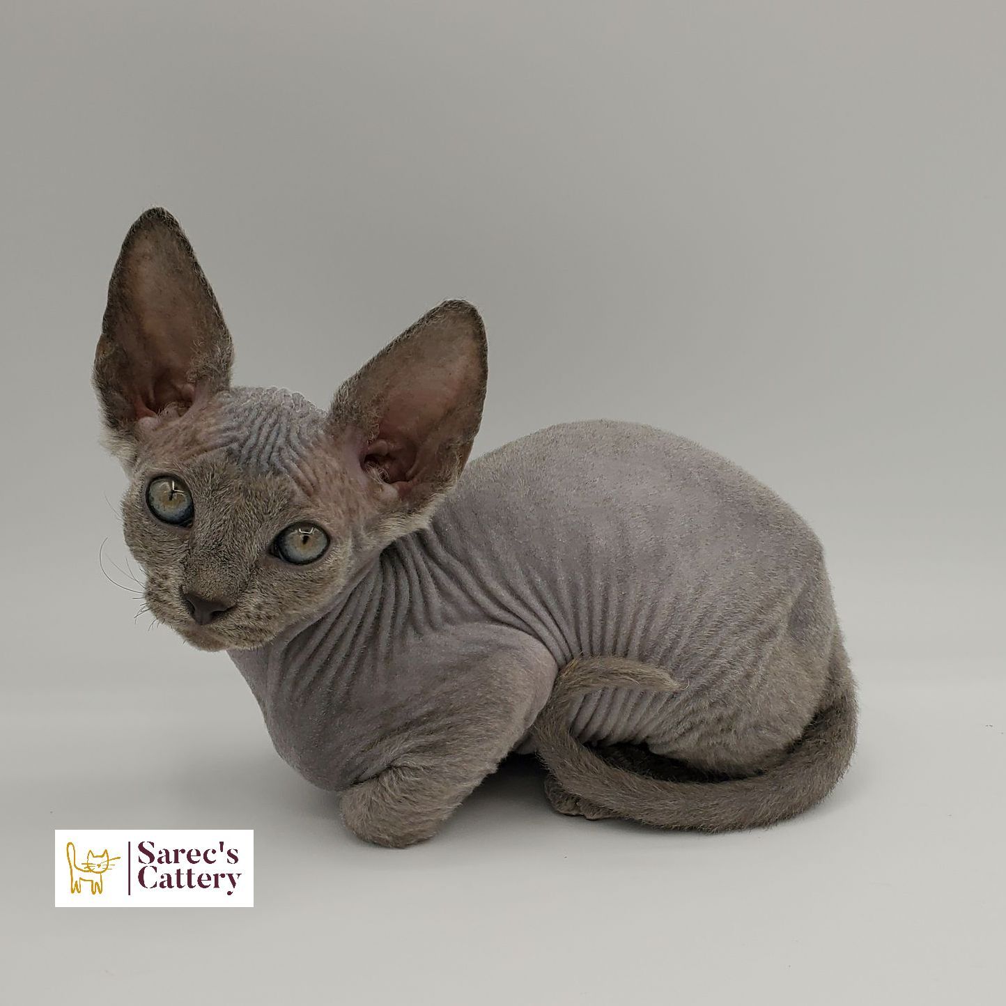 Female Sphynx with Devon Rex-like coat blue kitten