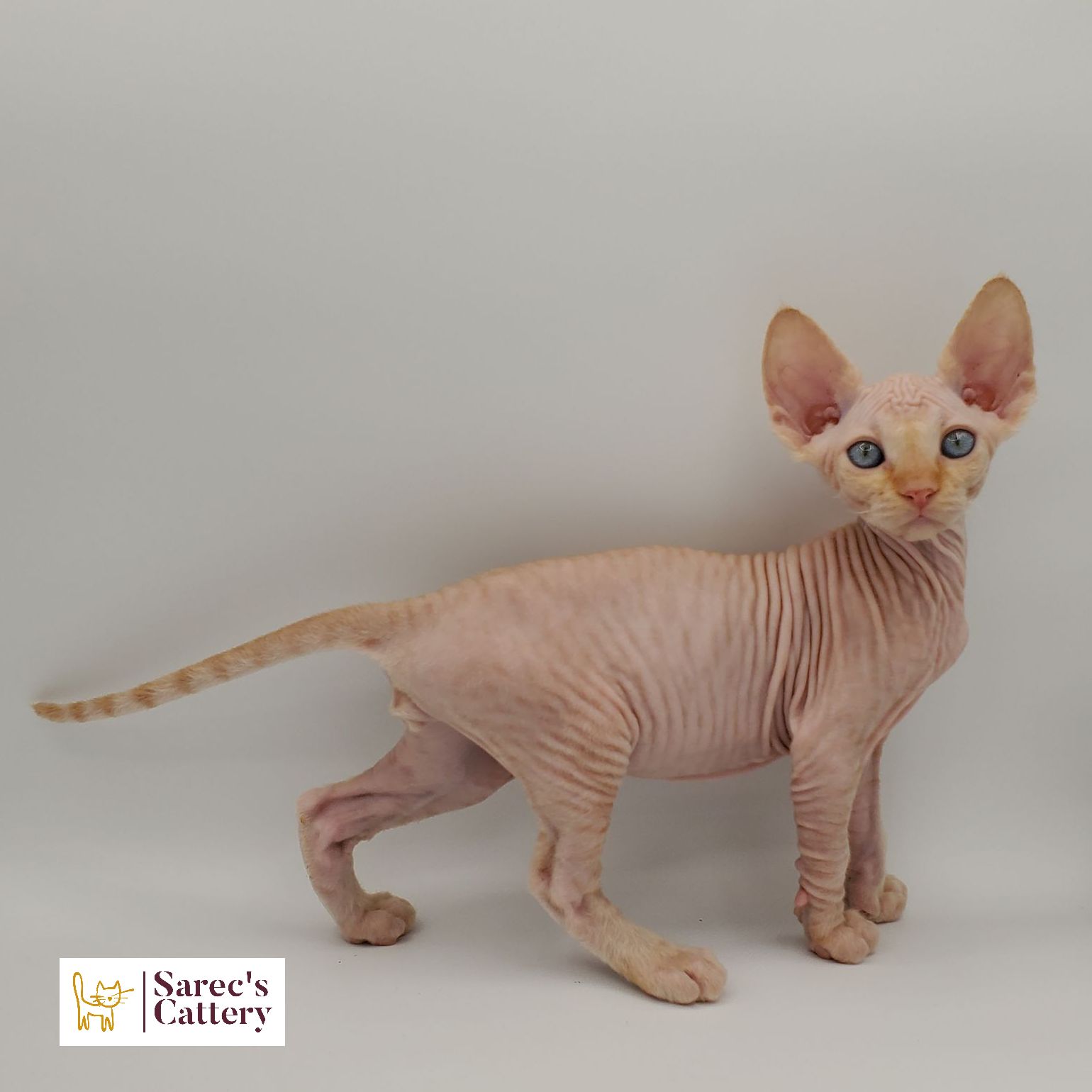 Orange colored Sphynx kitten side view