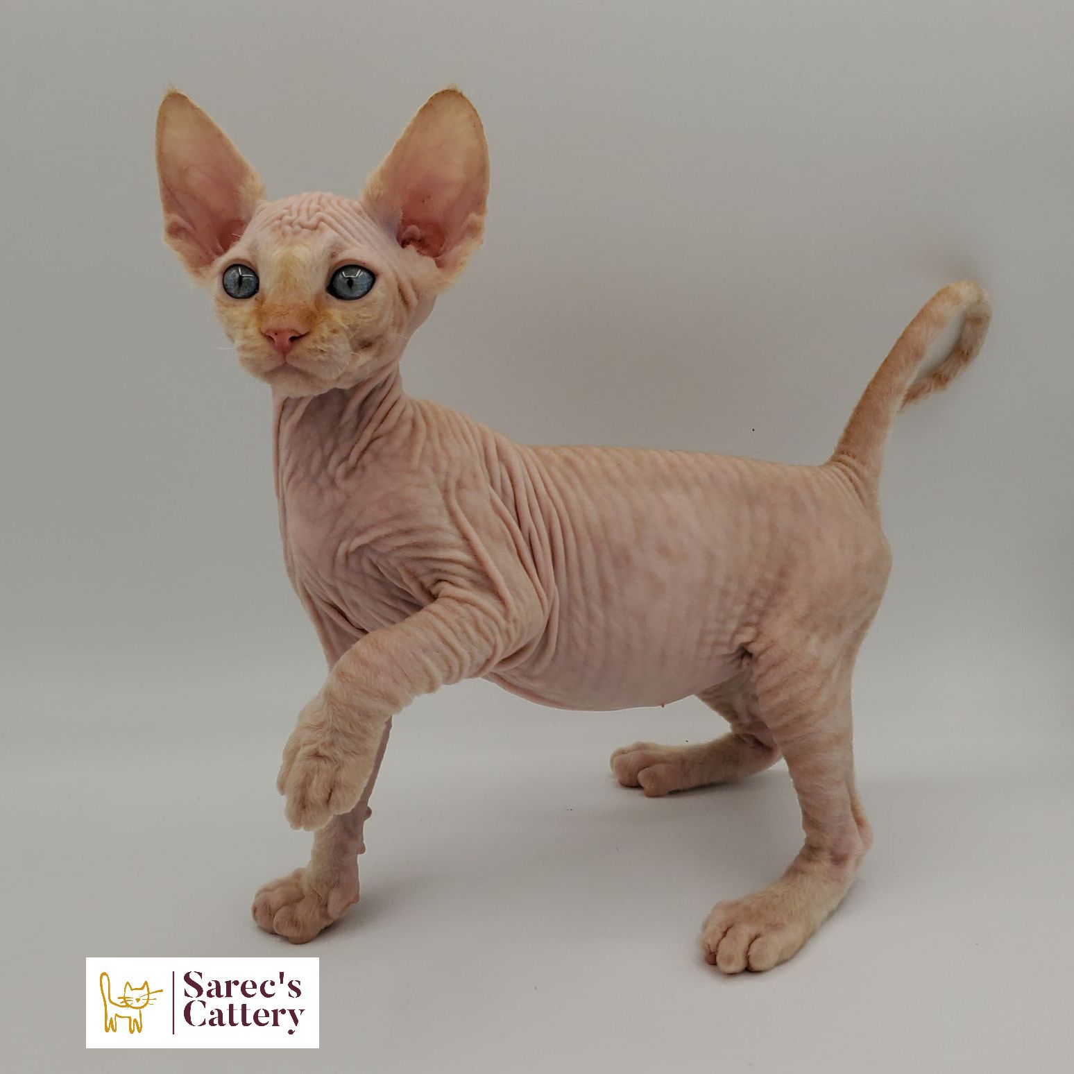 Orange colored Sphynx kitten with paw up