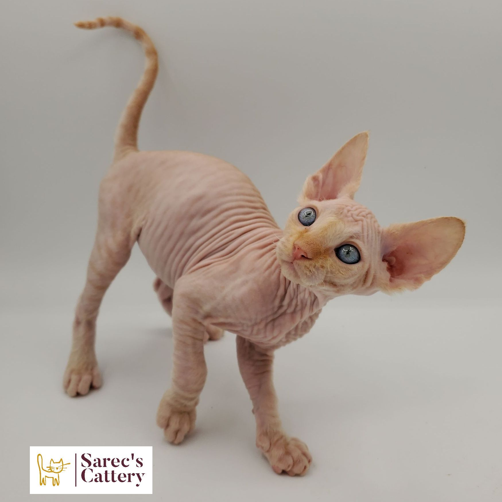 Orange colored Sphynx kitten leaning to the side
