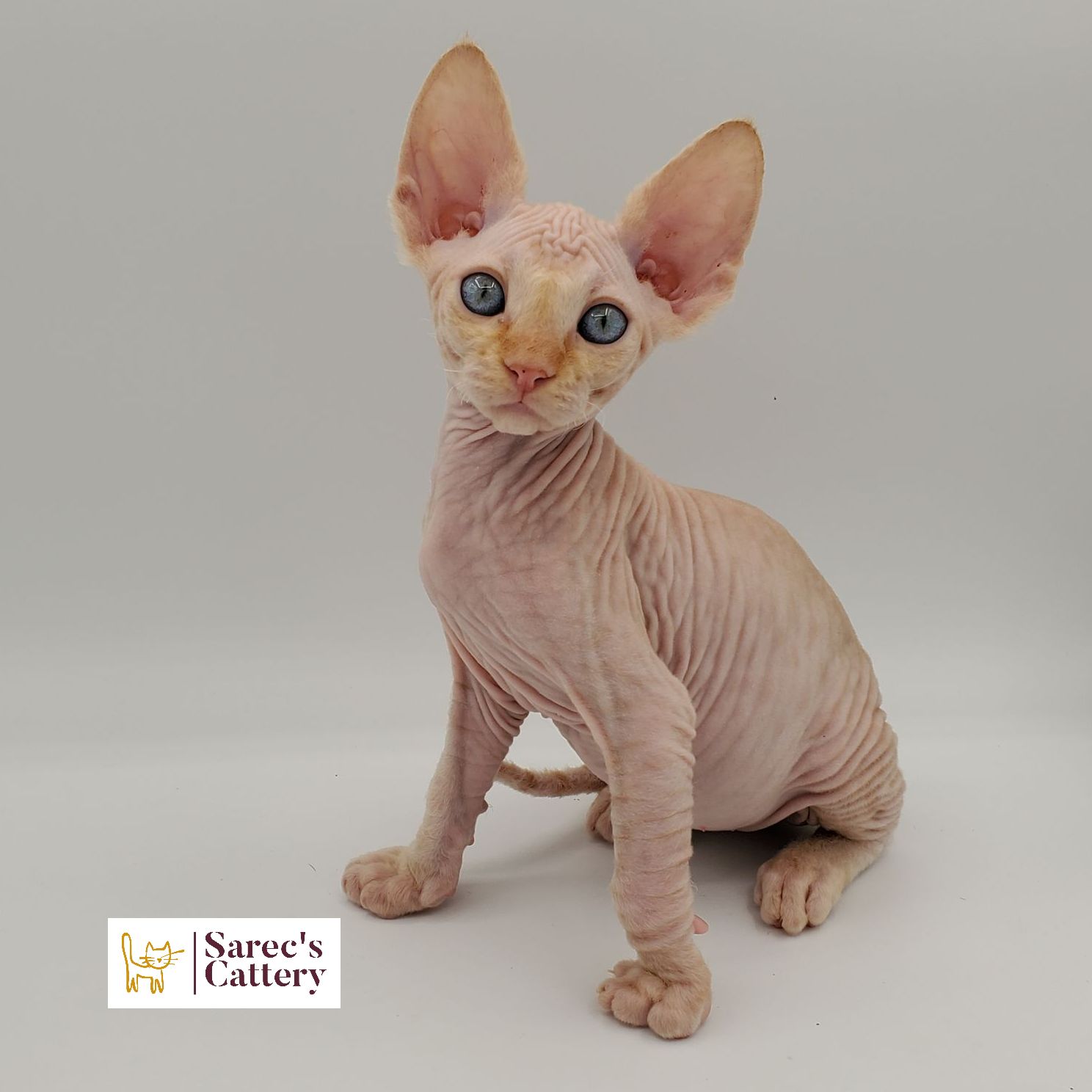 Male Sphynx with Devon Rex-like coat red kitten