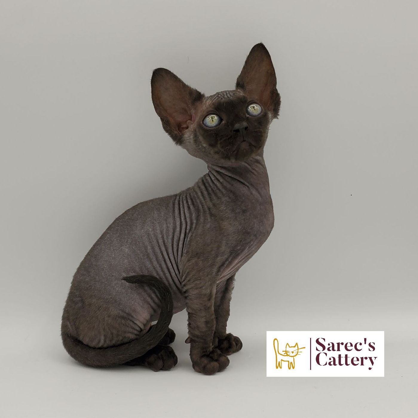 Female Sphynx with Devon Rex-like coat black kitten