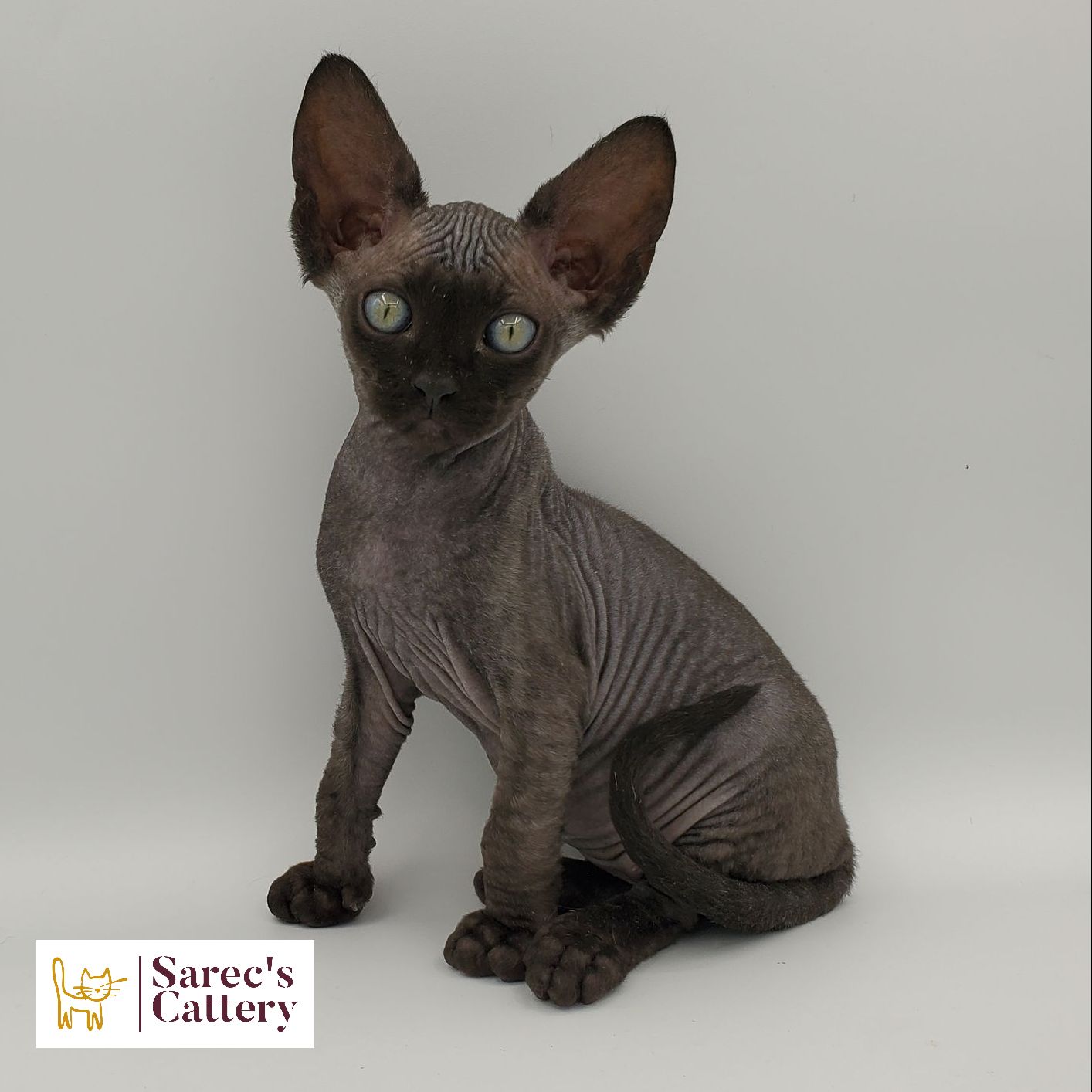 Black colored Sphynx kitten siting looking forward