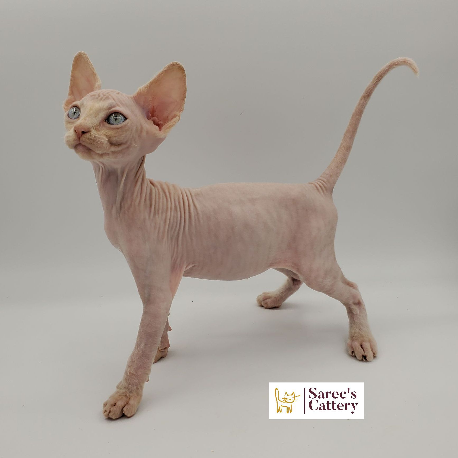 Sphynx kitten standing proud and long