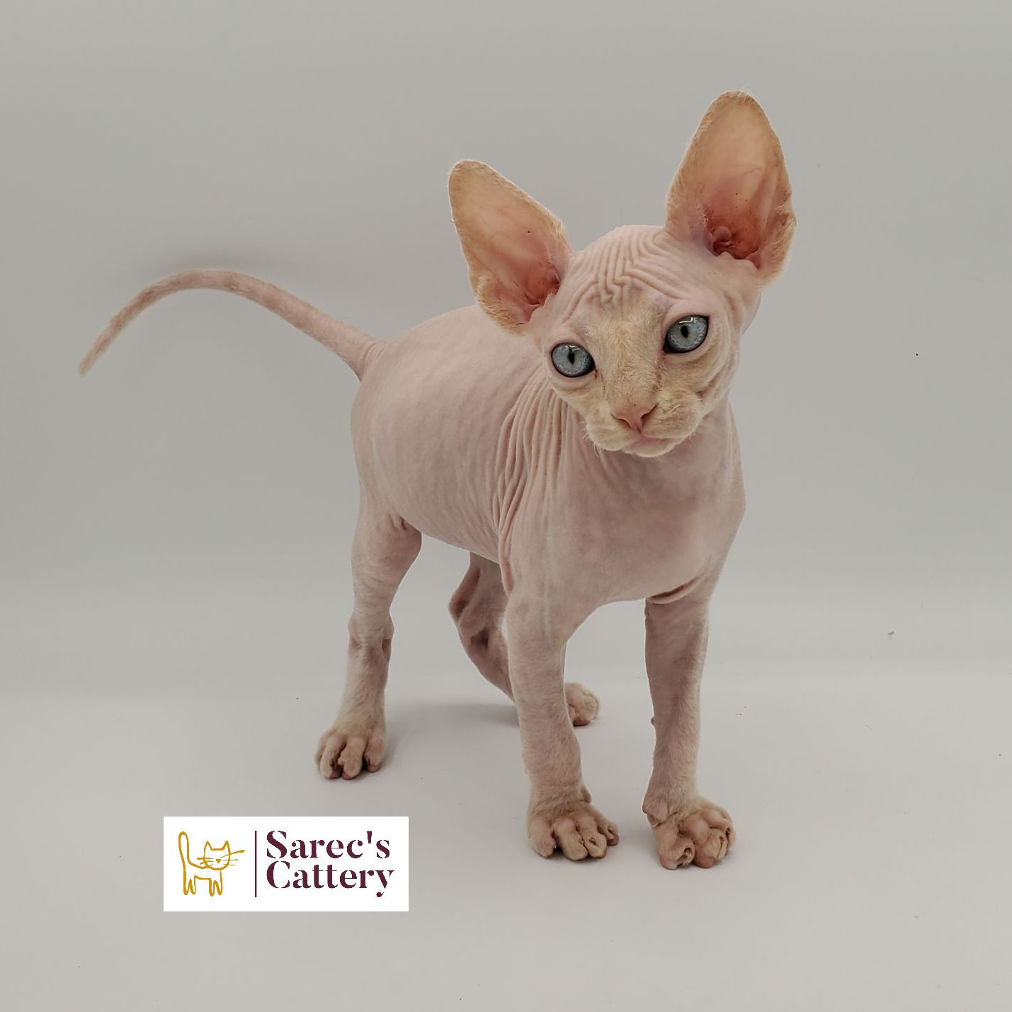Sphynx kitten standing head tilted