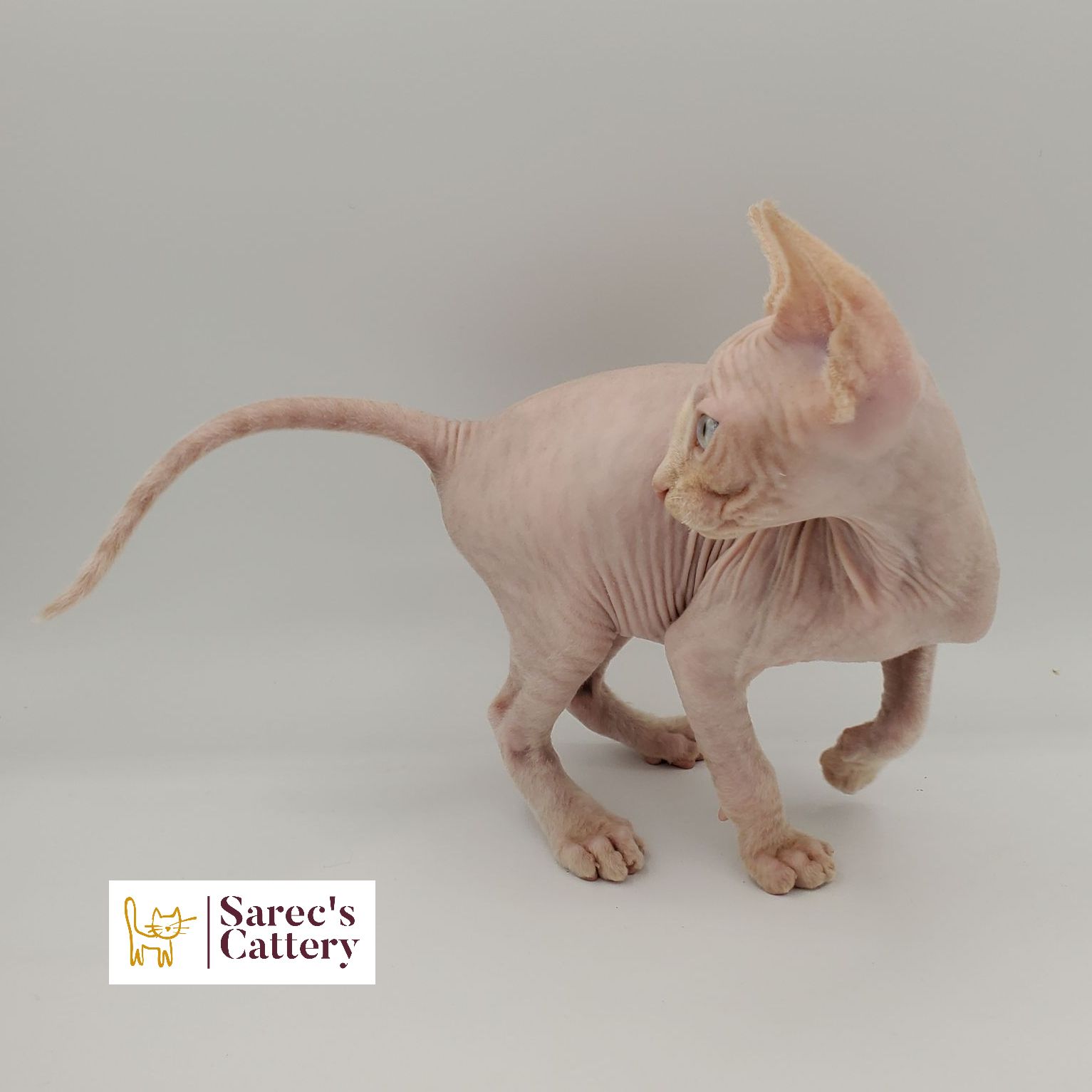 Sphynx kitten prowling to the side
