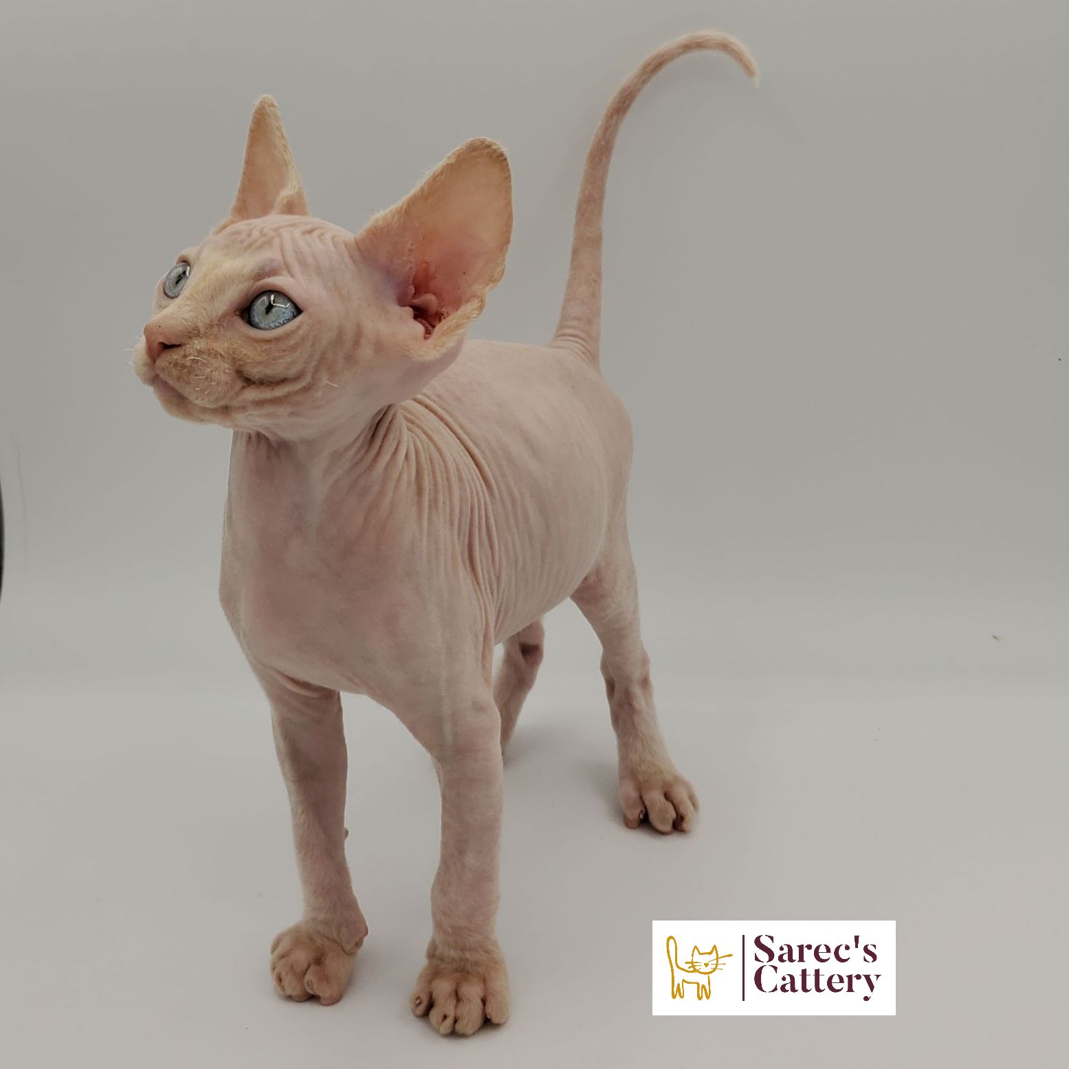 Male Sphynx with Devon Rex-like coat white kitten