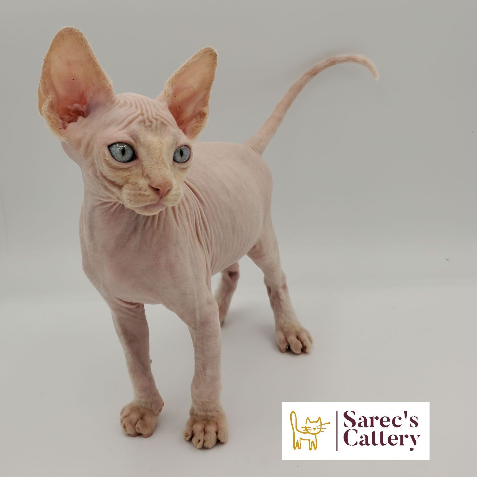 Sphynx kitten standing