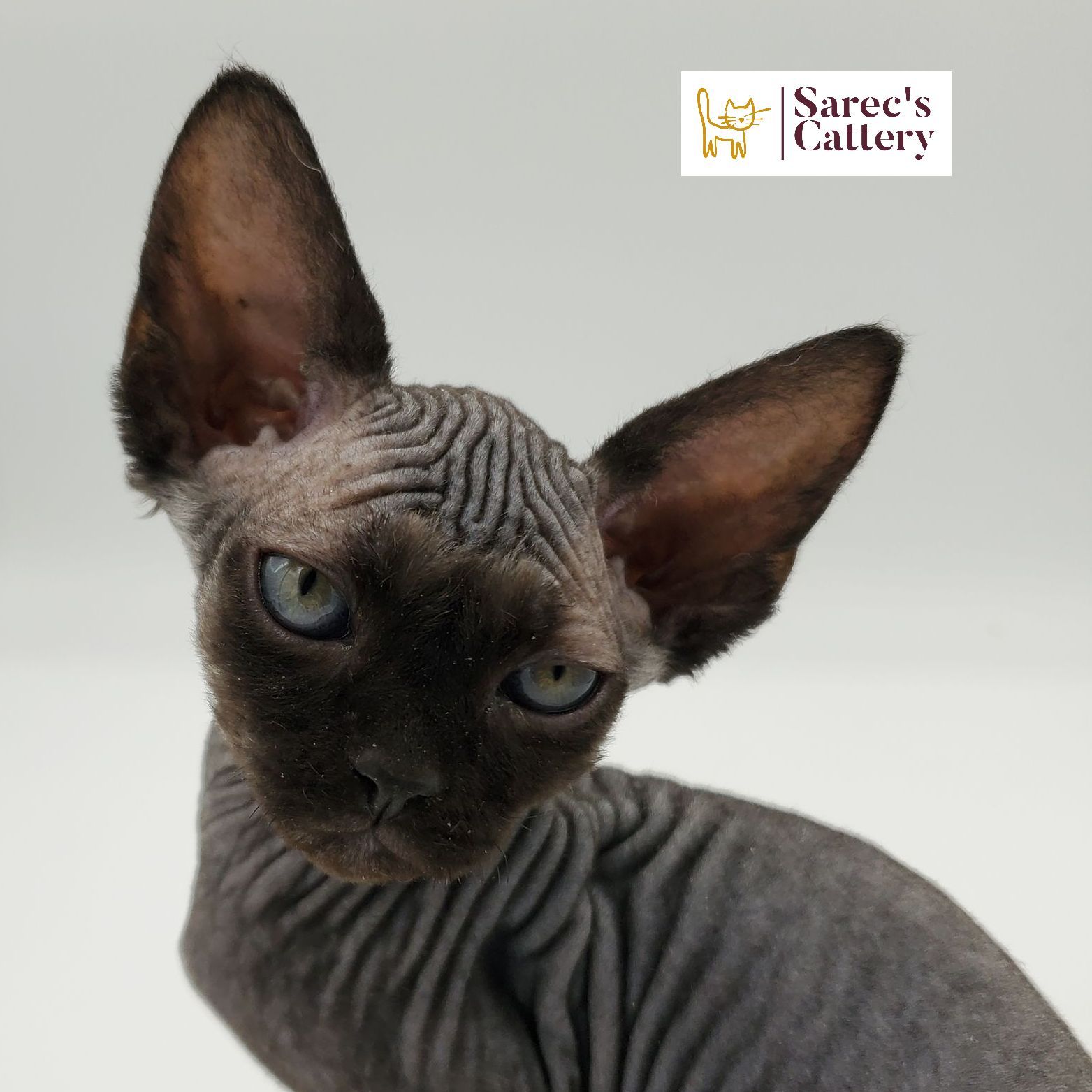 Black-pointed Sphynx kitten close up