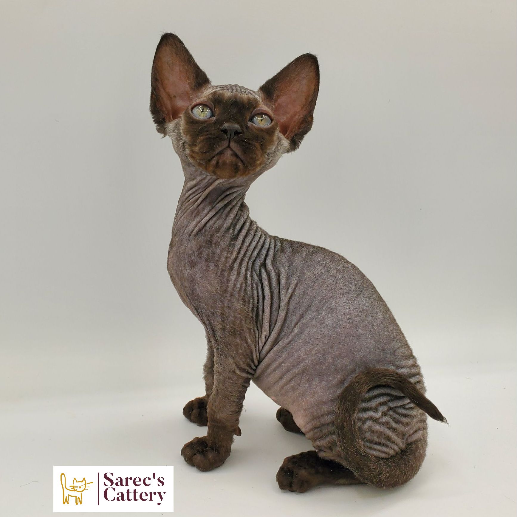 Black-pointed Sphynx kitten sitting looking up