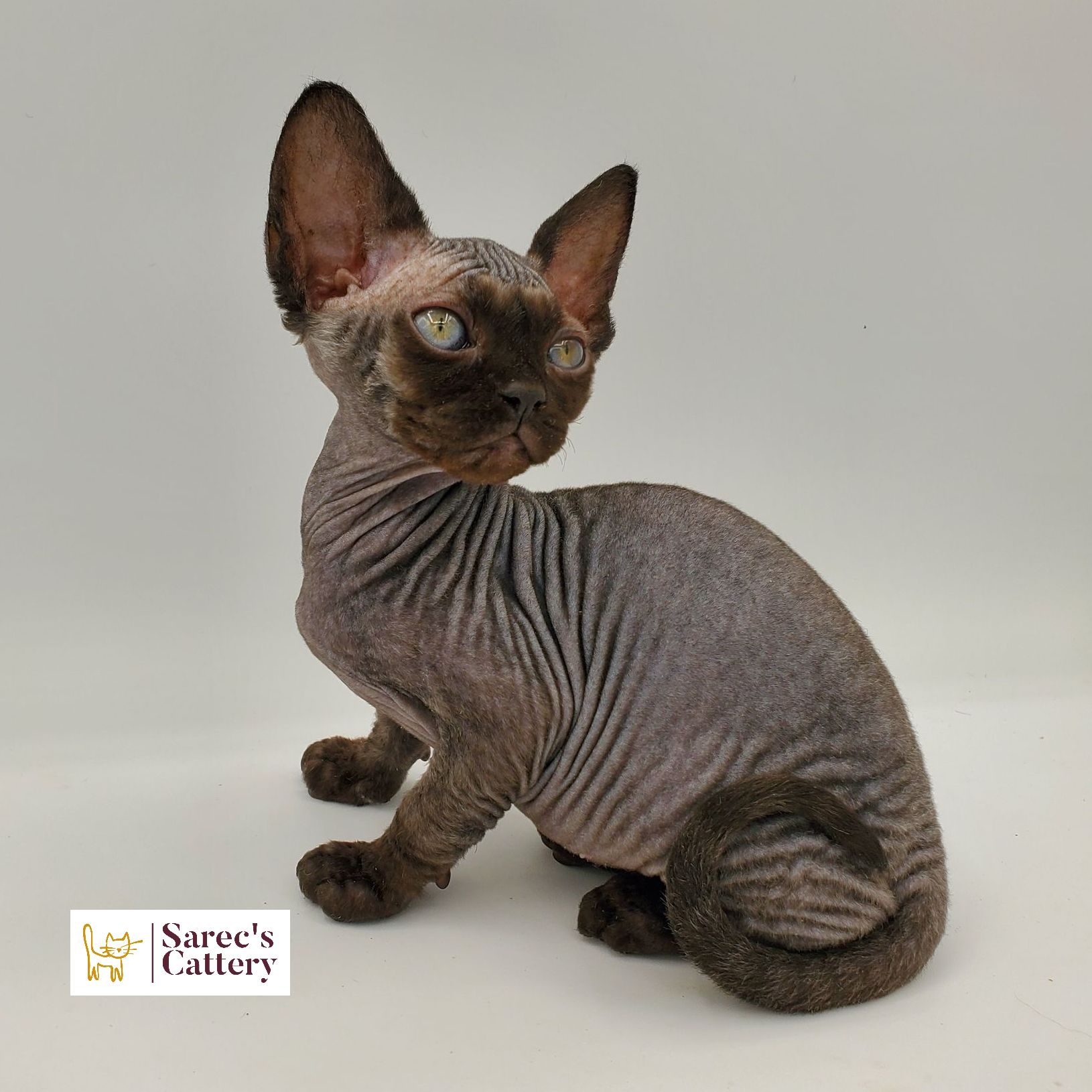 Female Sphynx with Devon Rex-like coat black pointed kitten