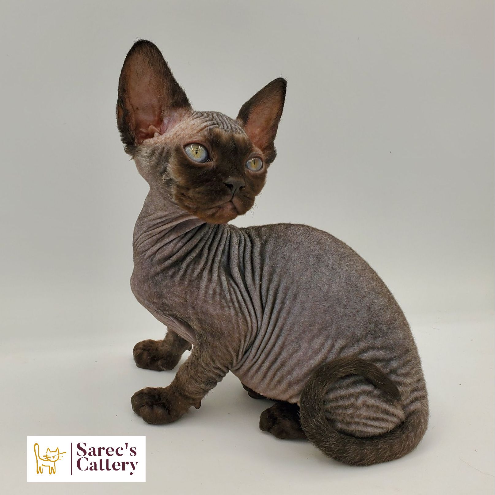 Black-pointed Sphynx kitten sitting looking to the side