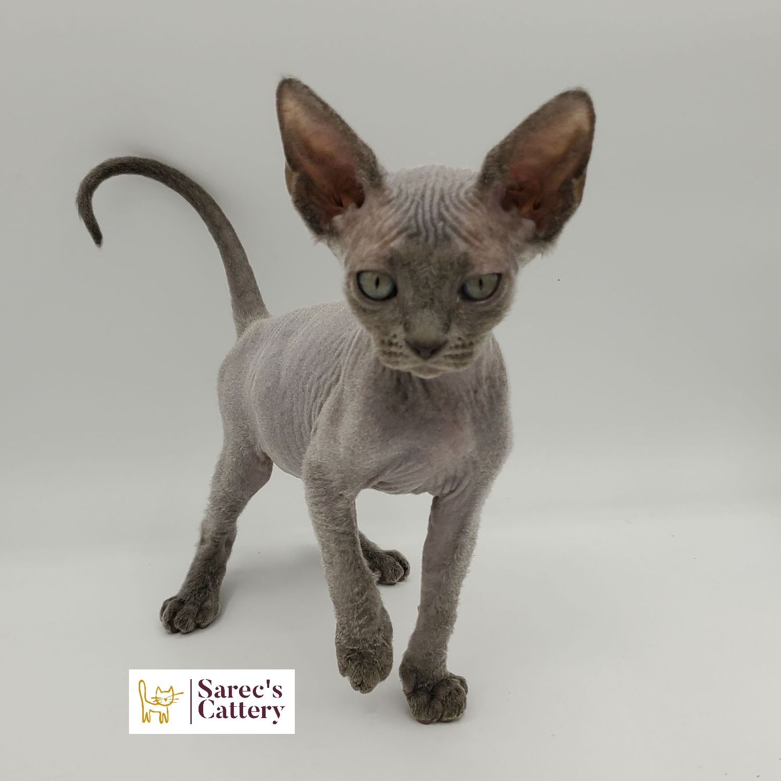 Female Sphynx with Devon Rex-like coat black silver blue kitten