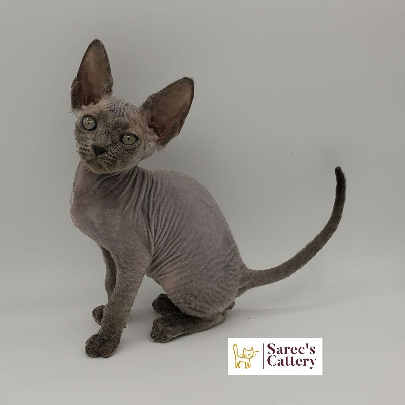 Blue Sphynx kitten sitting
