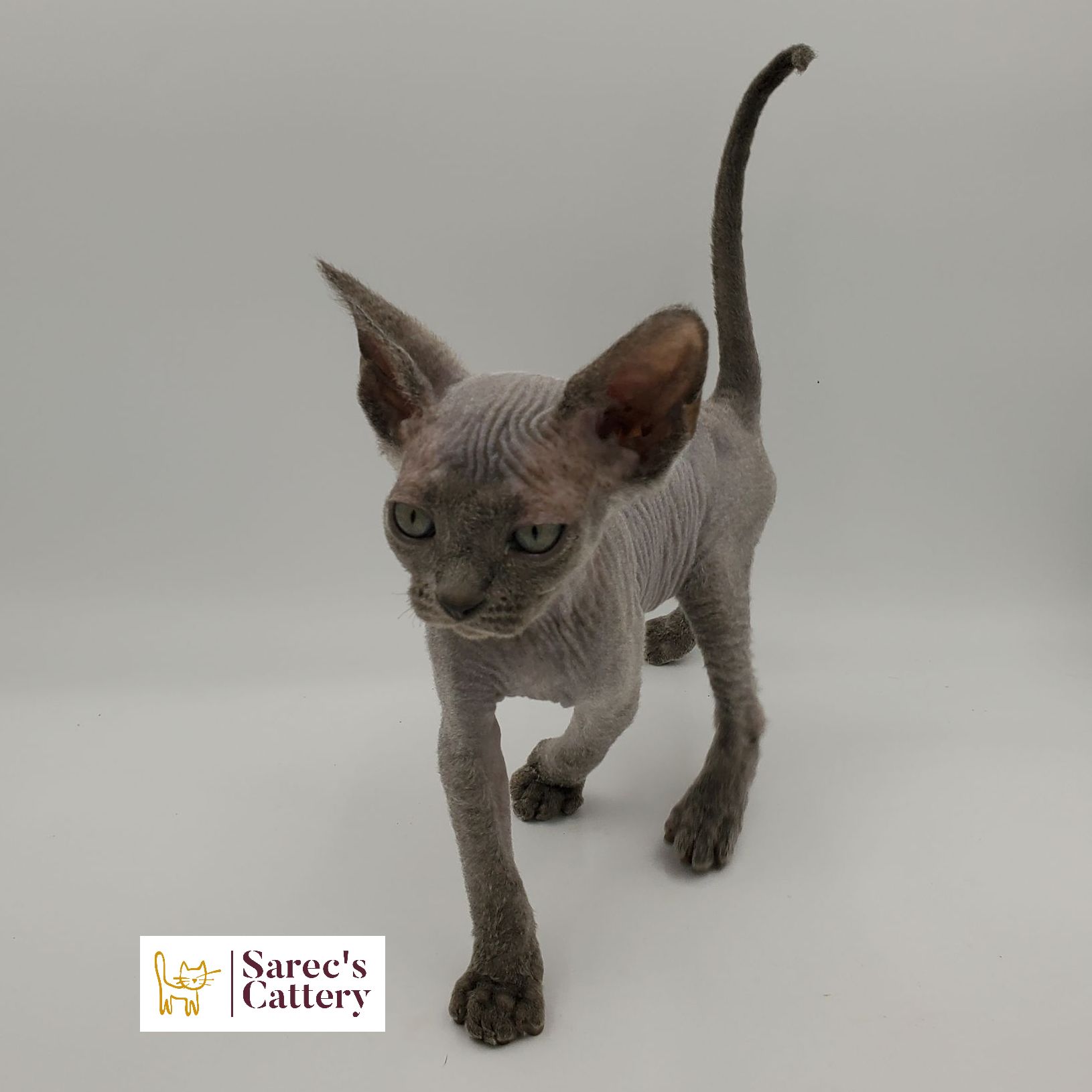 Blue Sphynx kitten walking