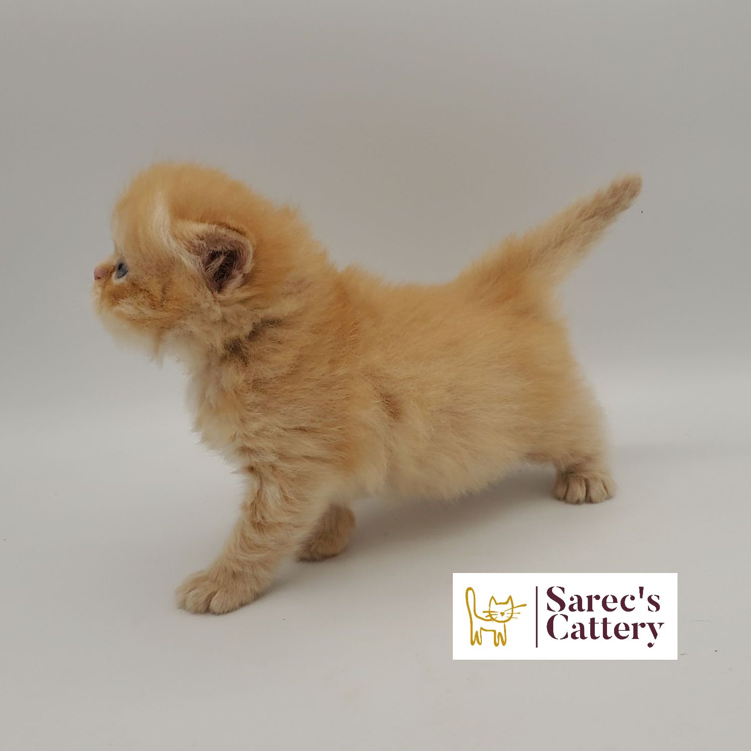 red male Persian kitten from the side