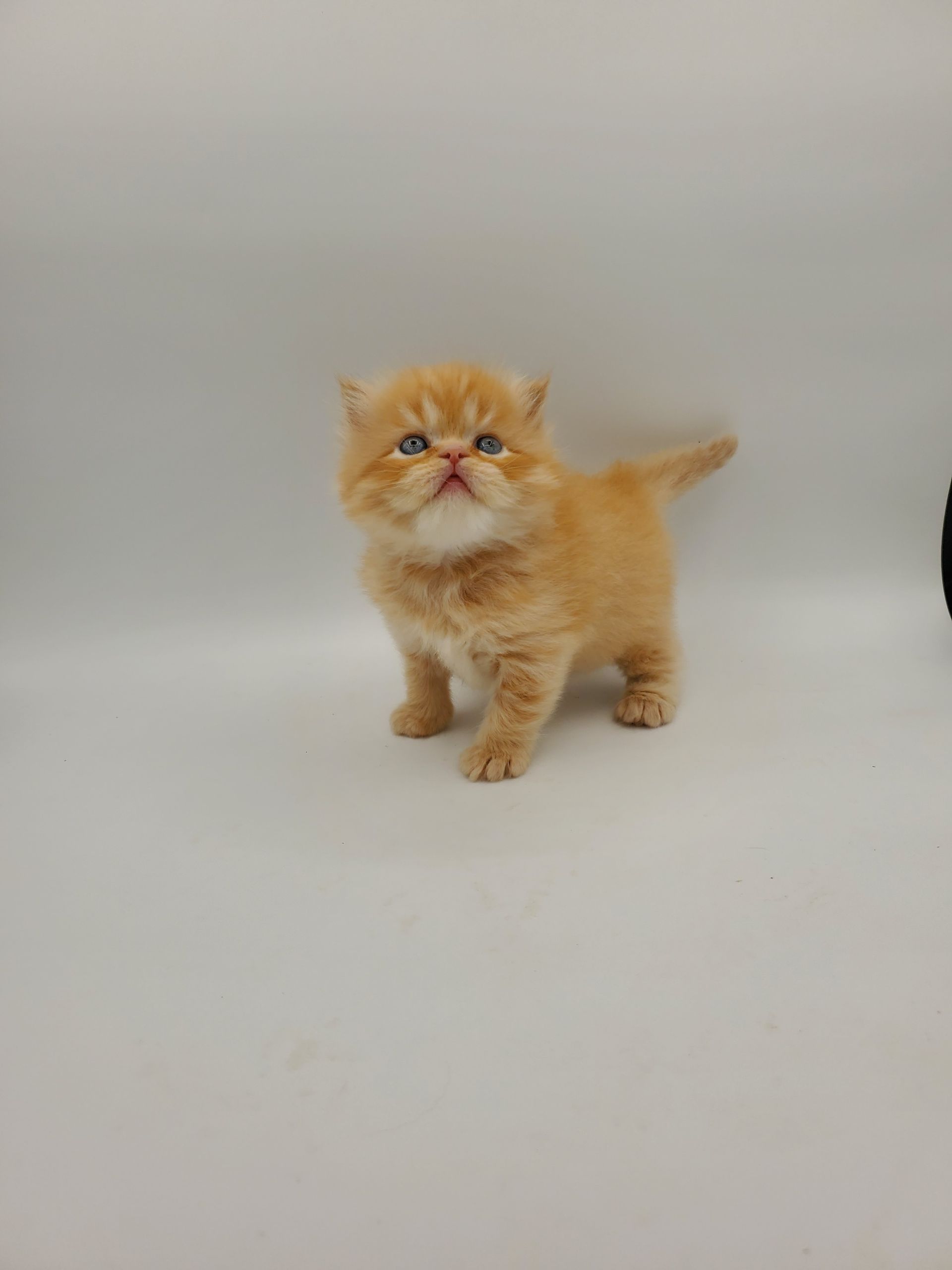 Male Red doll-faced Persian Kitten standing