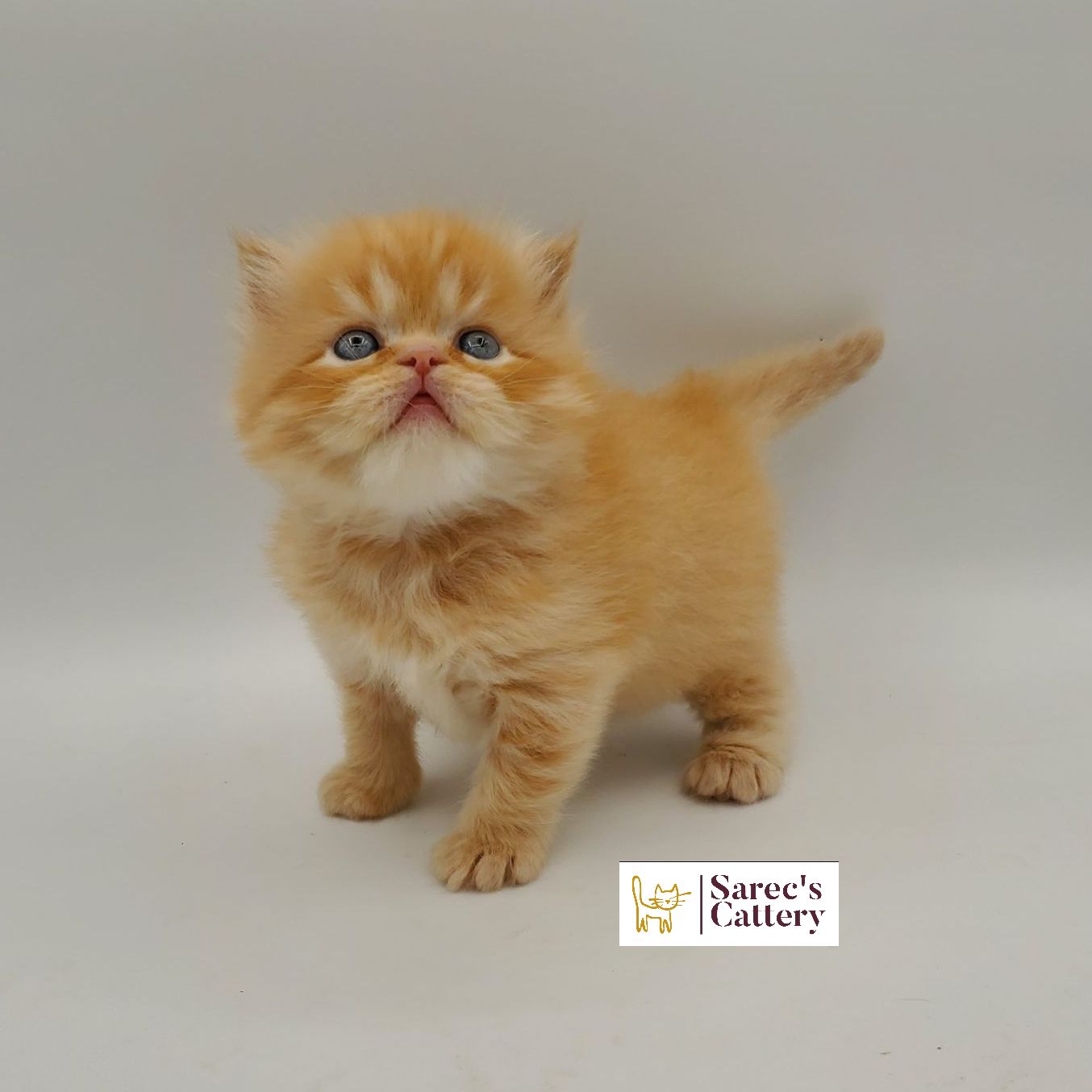 Male red doll-faced Persian kitten standing