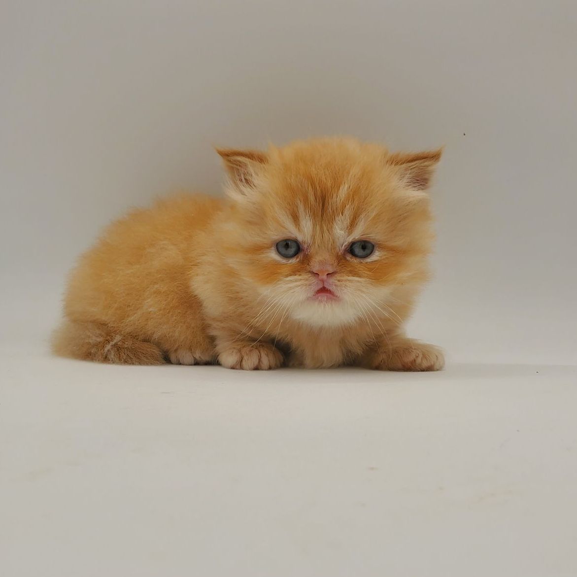 Male Red doll-faced Persian Minuet Munchkin Kitten laying down