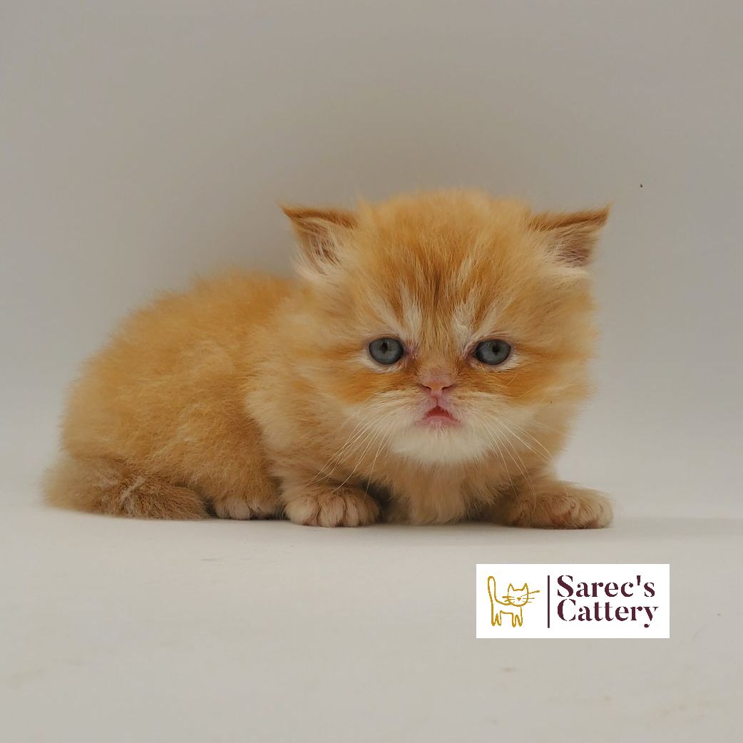 male red Minuet munchkin Persian kitten laying down