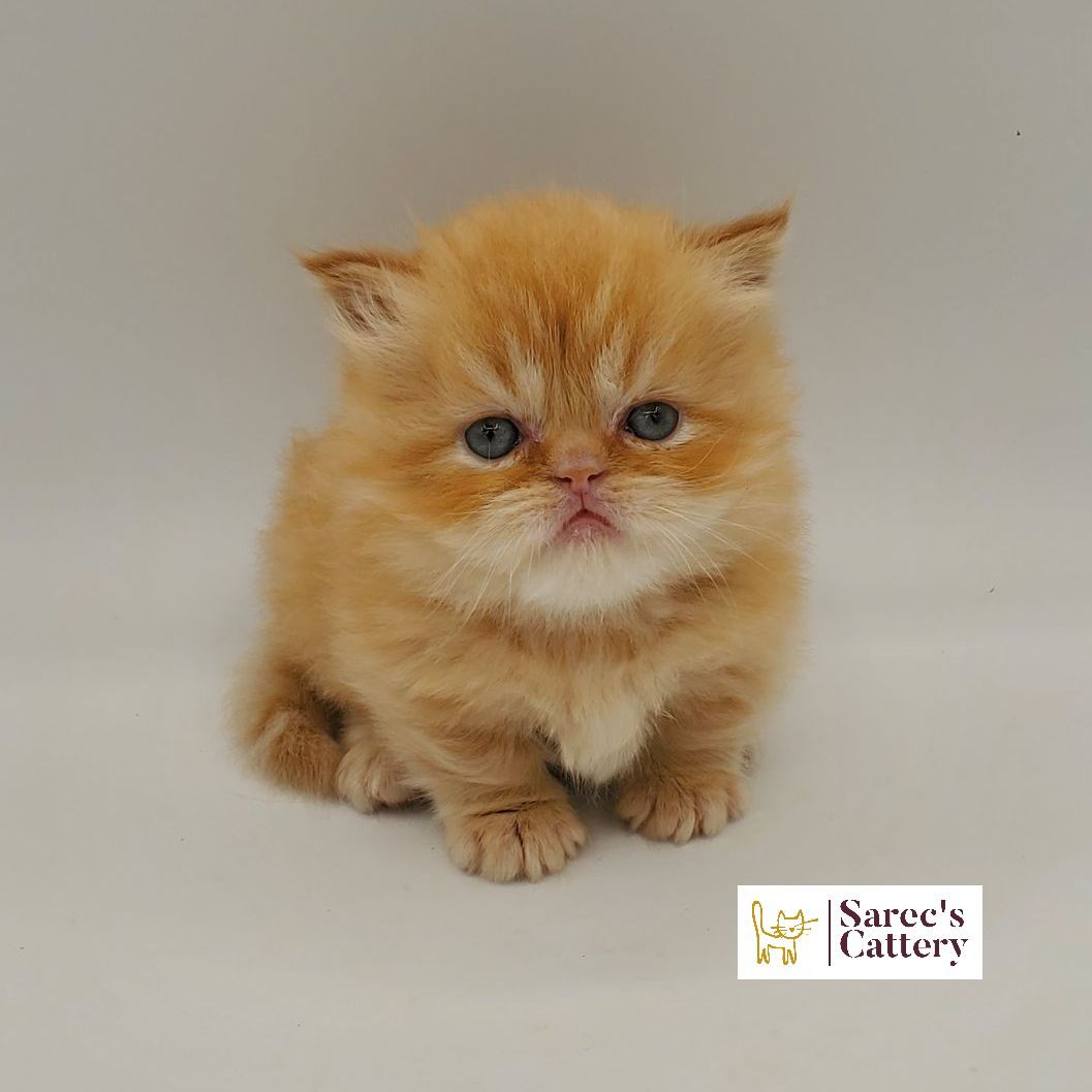 Male red doll-faced Minuet munchkin kitten sitting