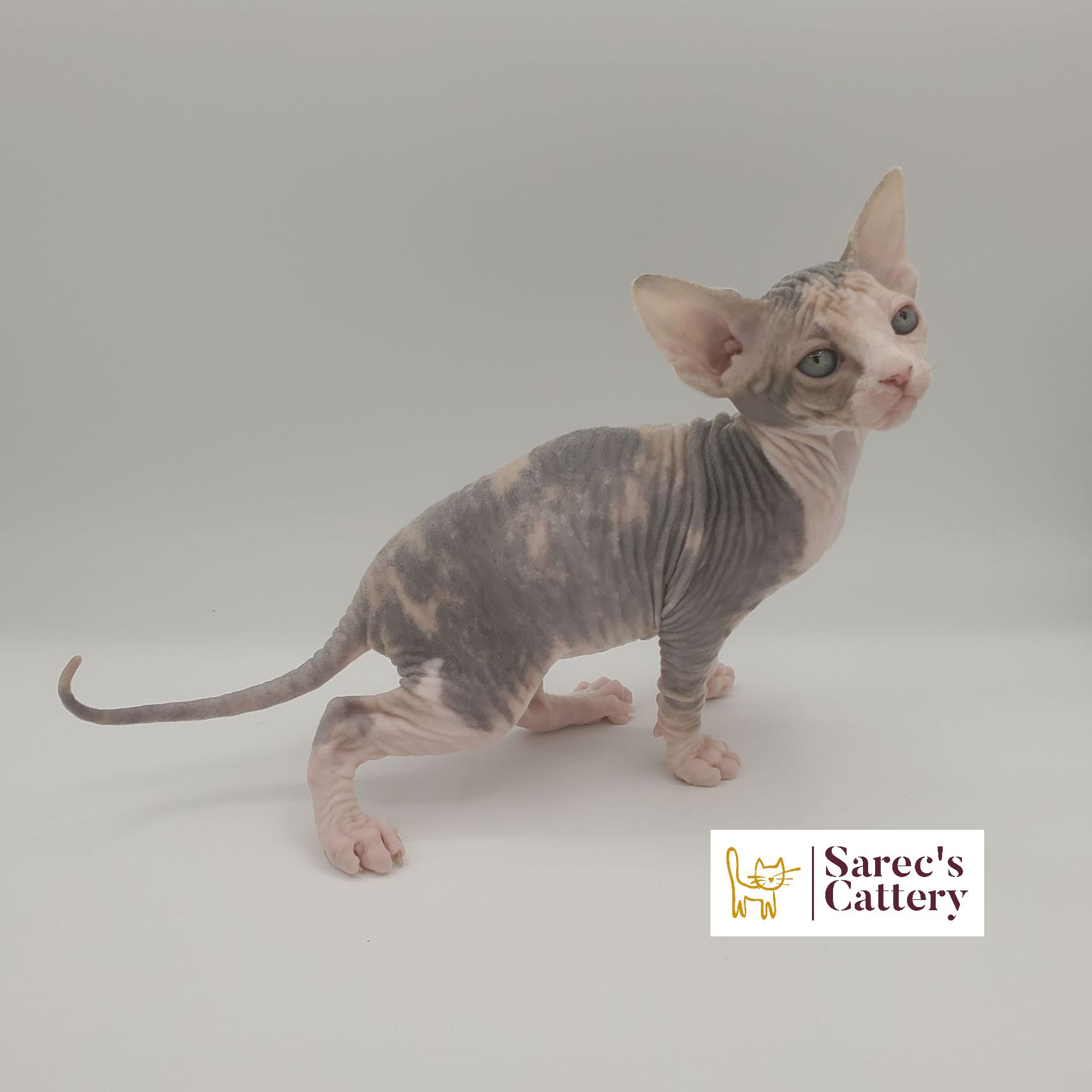 dilute calico female Sphynx kitten standing back legs low