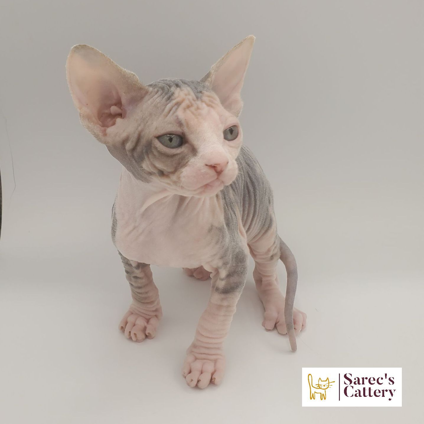 dilute calico female Sphynx kitten looking to the side with leg out