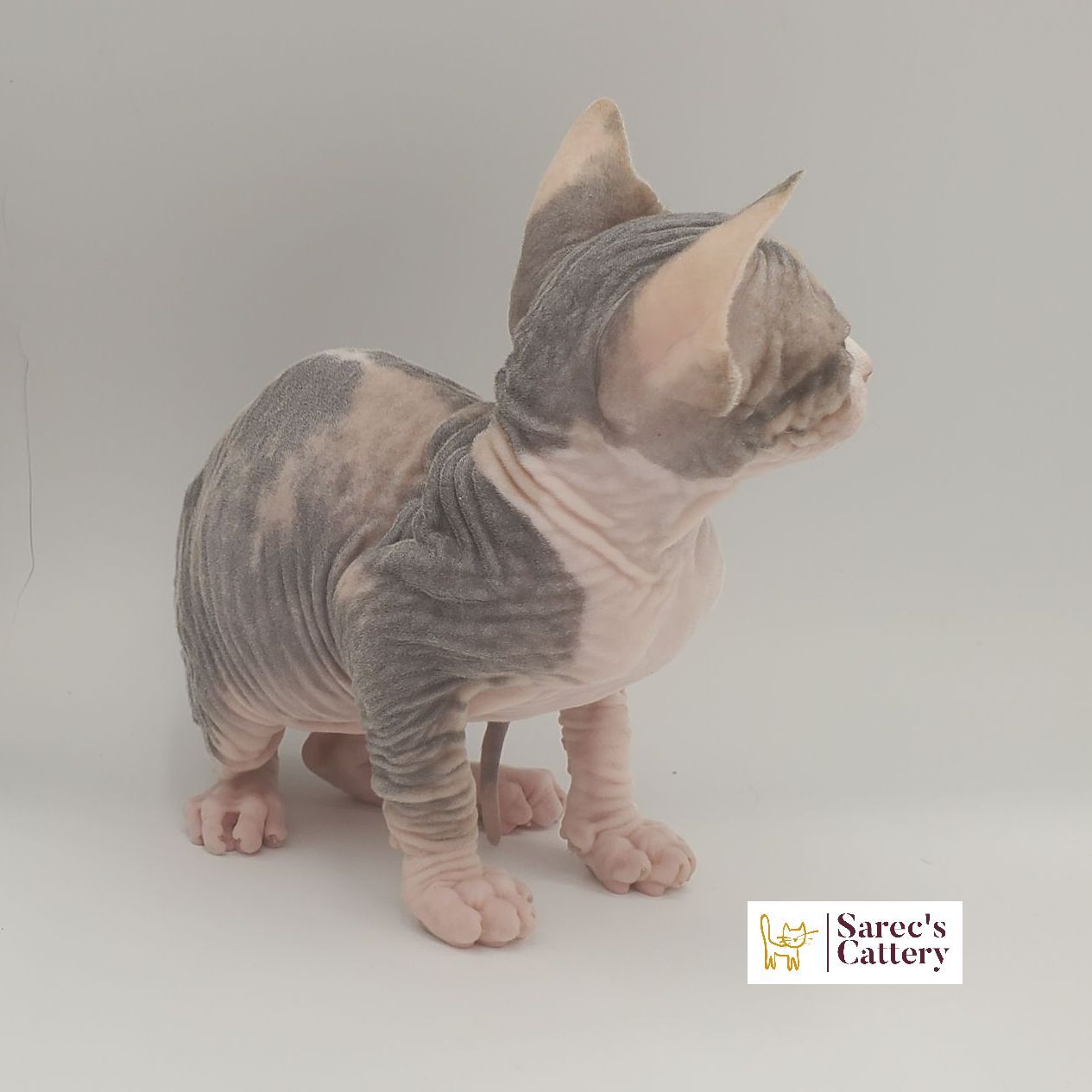 dilute calico female Sphynx kitten side and back profile
