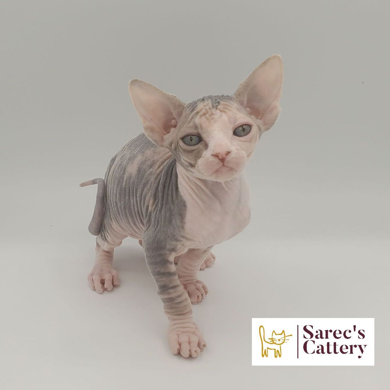 Dilute calico Sphynx female kitten looking forward