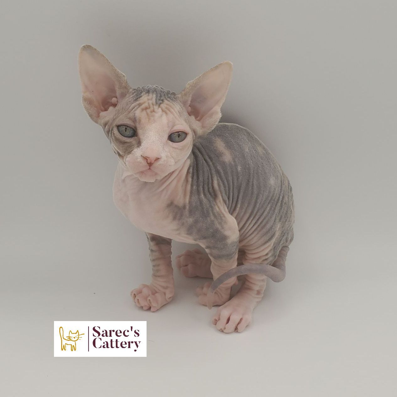dilute minskin calico female Sphynx kitten sitting with leg tucked back