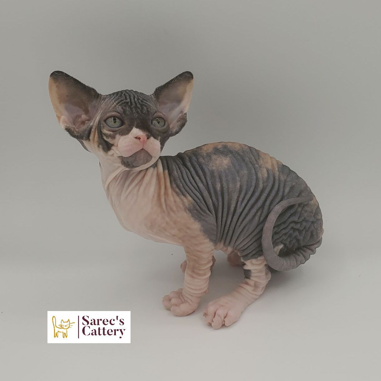 dilute minskin calico female Sphynx kitten sitting with leg tucked back