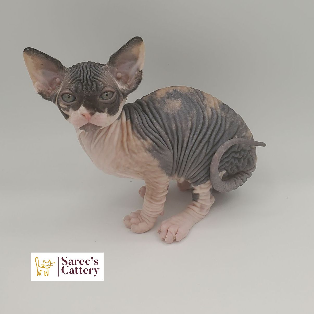dilute minskin calico female Sphynx kitten sitting looking forward