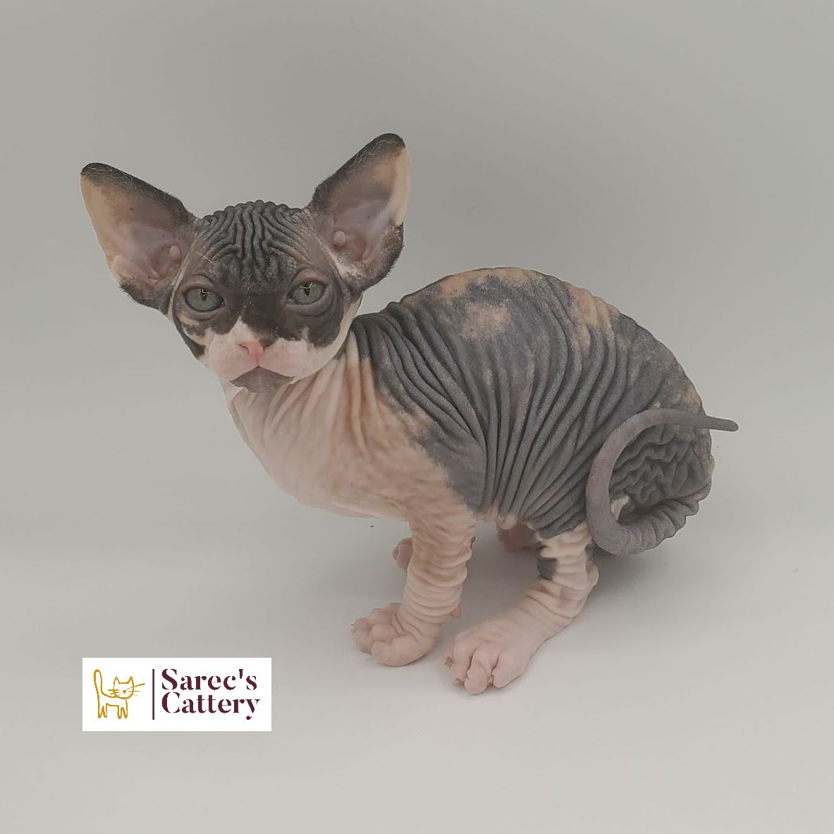 Calico Sphynx female kitten sitting and looking forward
