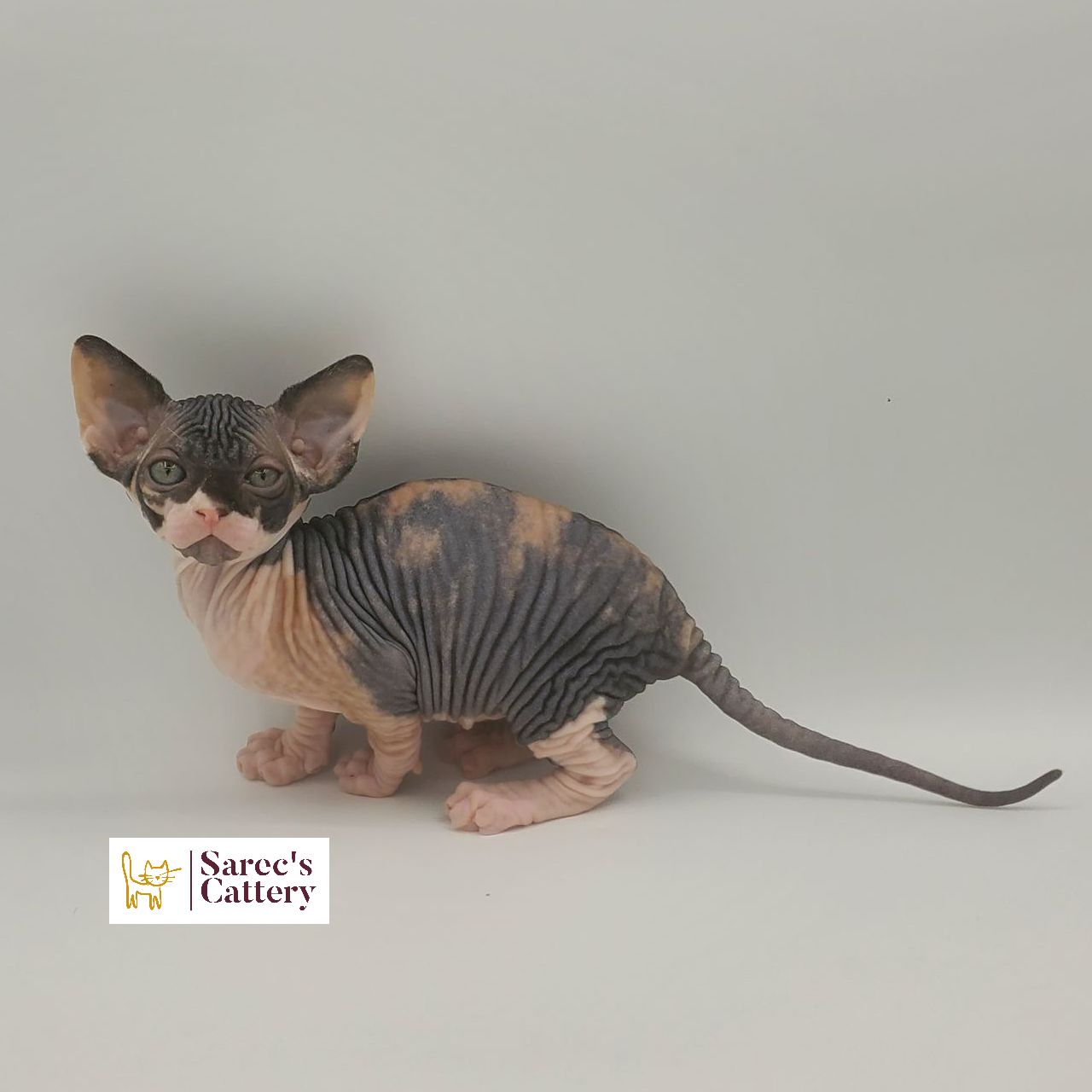 dilute minskin calico female Sphynx kitten sitting viewed from the back