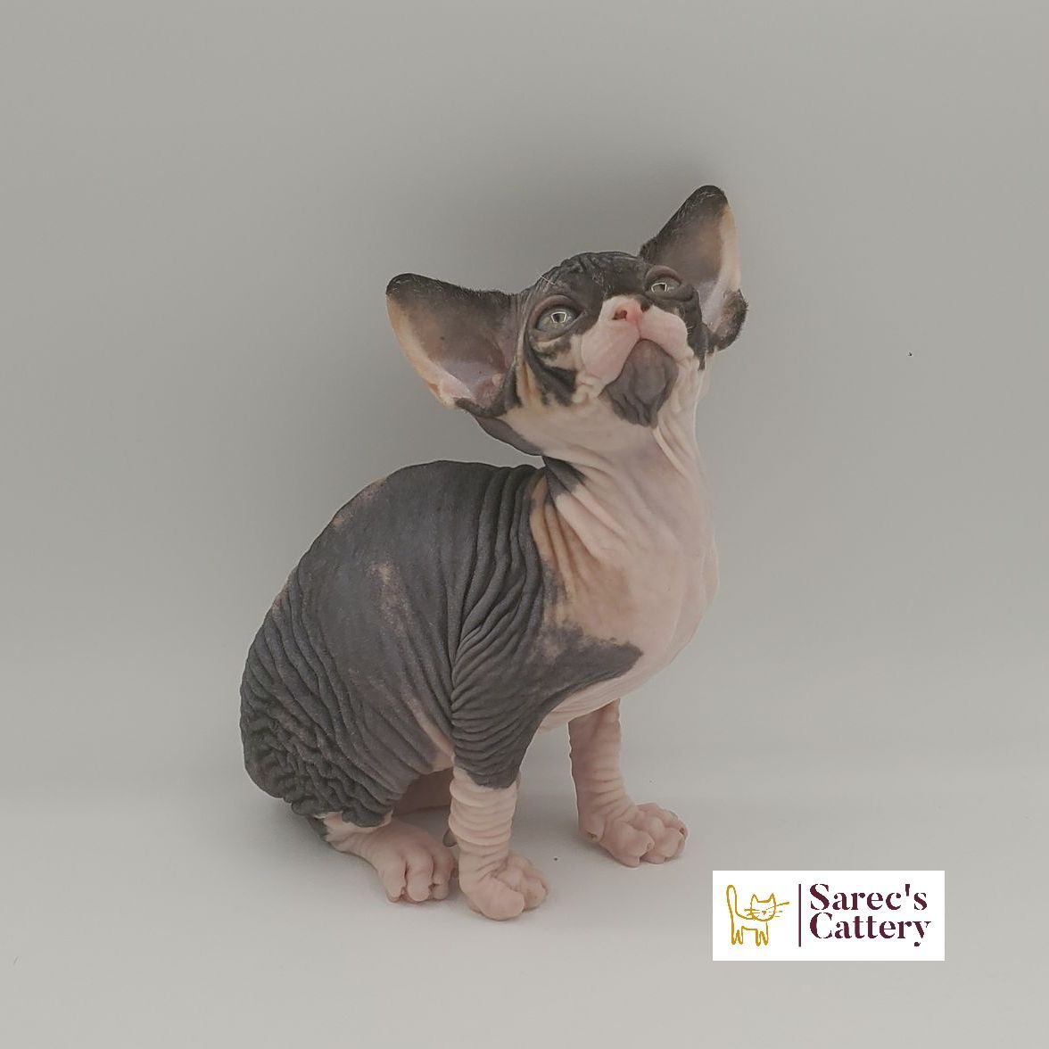 dilute minskin calico female Sphynx kitten sitting looking to the side