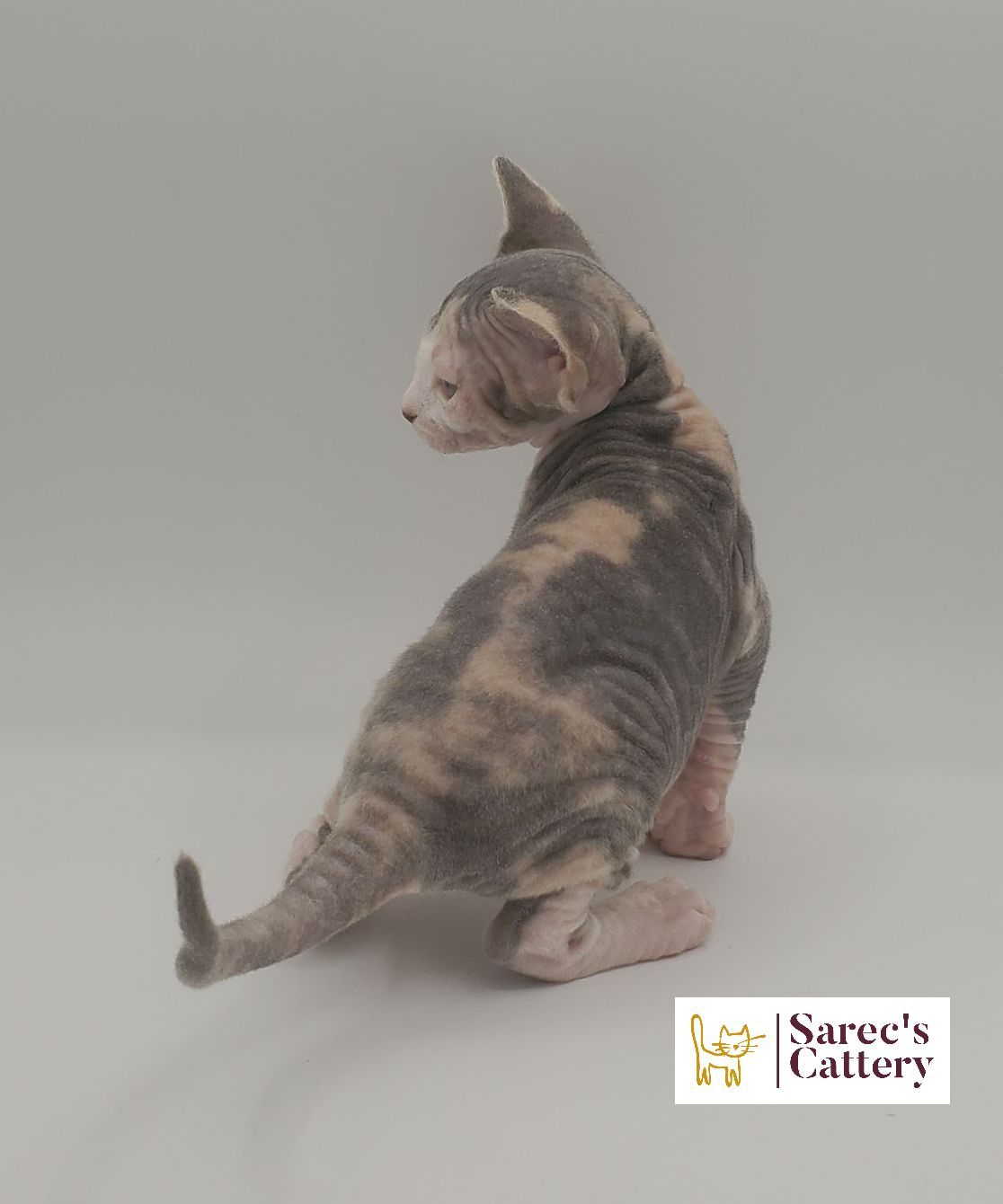 dilute minskin calico female Sphynx kitten sitting viewed from the back
