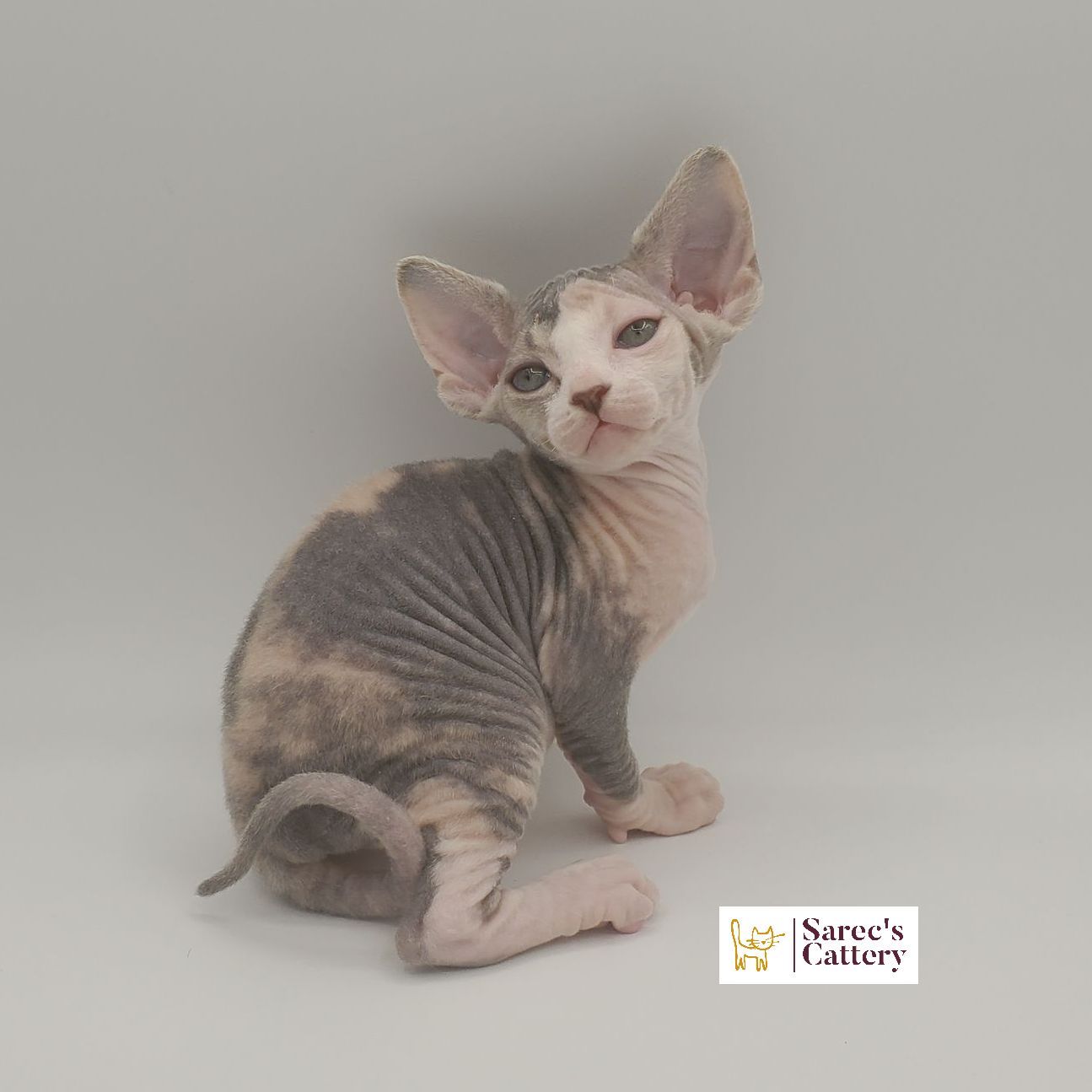 dilute minskin calico female Sphynx kitten sitting looking to the side