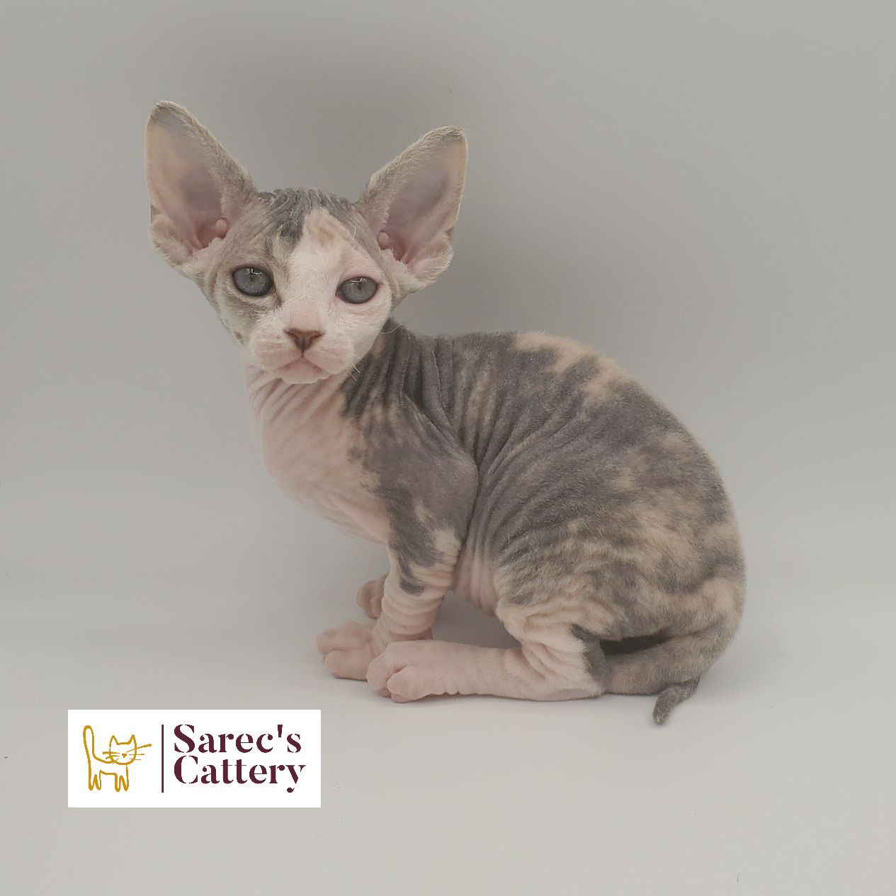 Dilute calico Sphynx female kitten sitting and looking forward