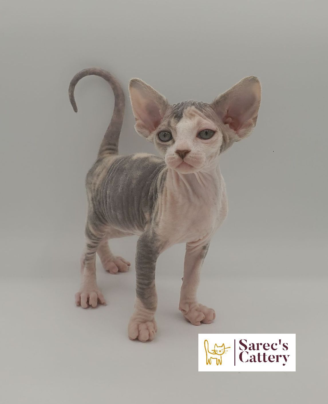 dilute minskin calico female Sphynx kitten standing looking forward