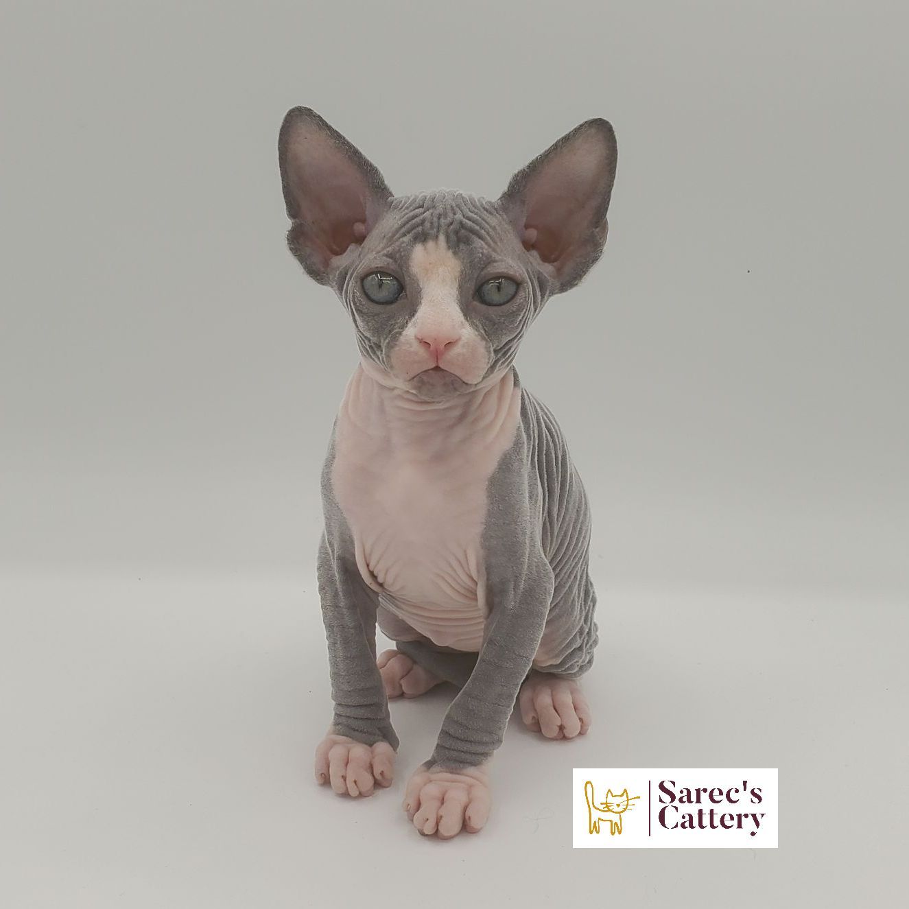 Bi-color Sphynx female kitten sitting and looking forward