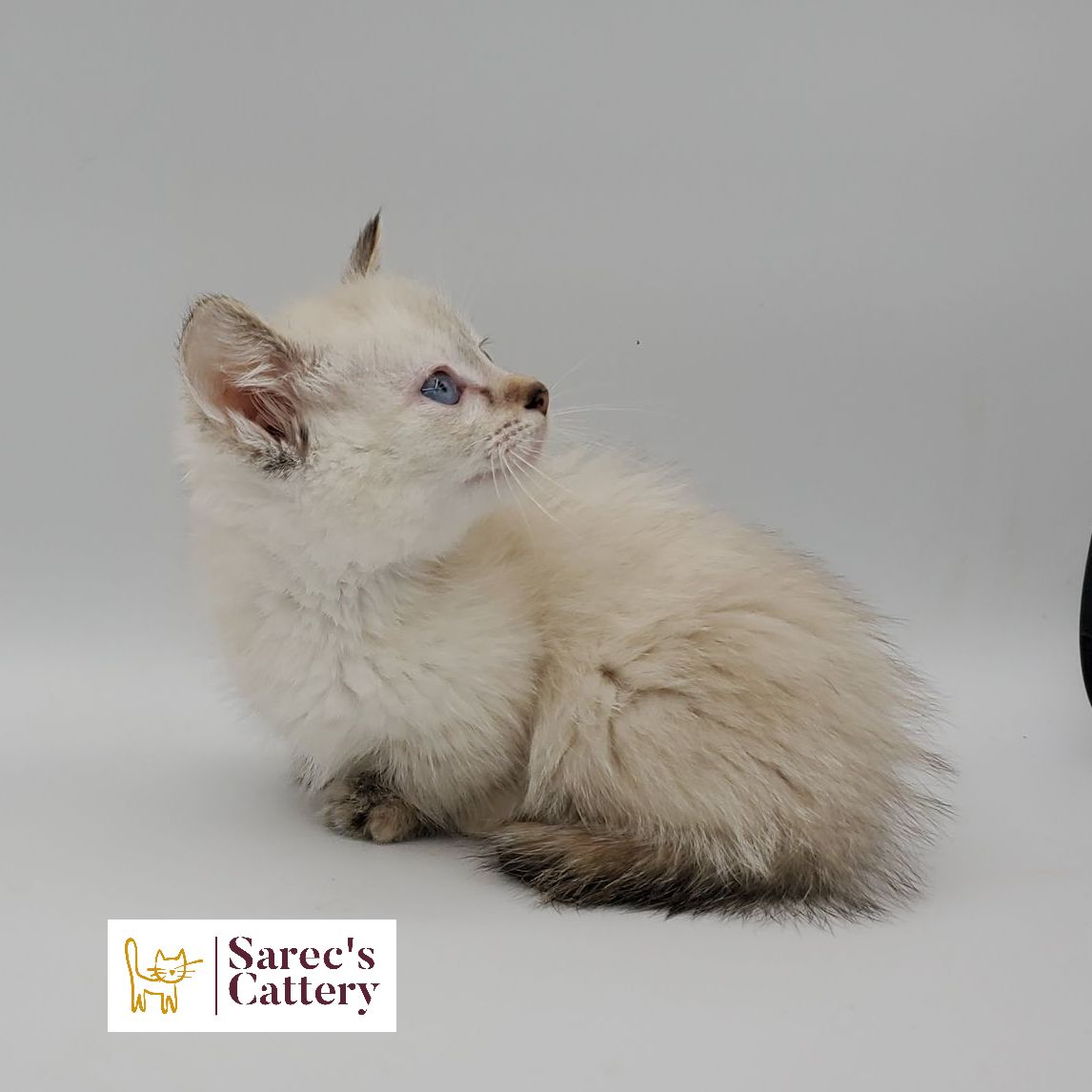 dilute calico female Sphynx kitten looking forward with leg out