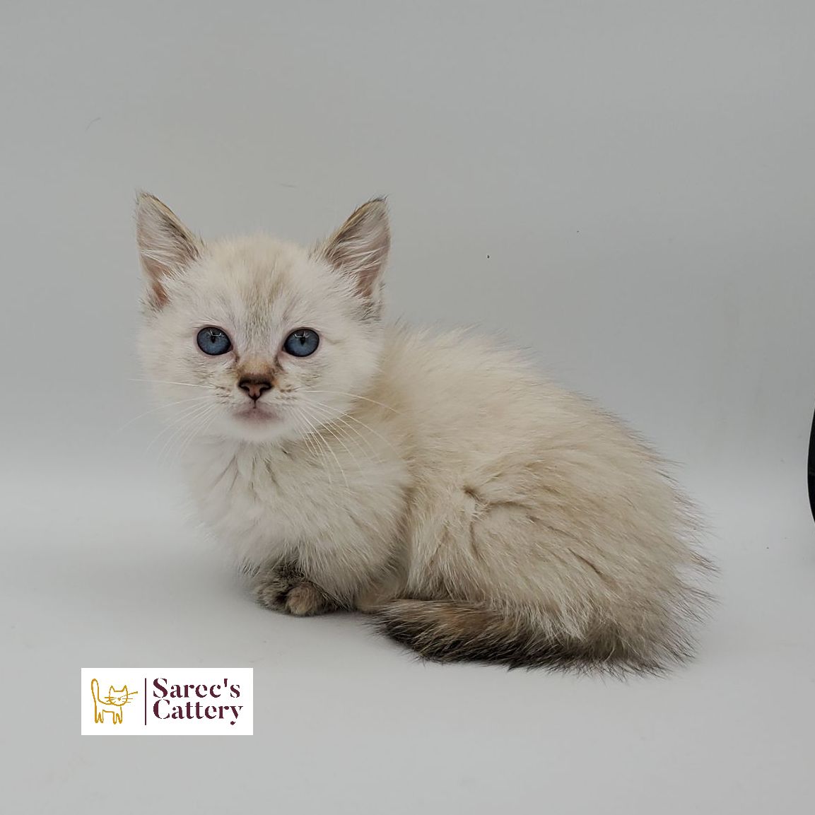 Dilute calico Sphynx female kitten looking forward