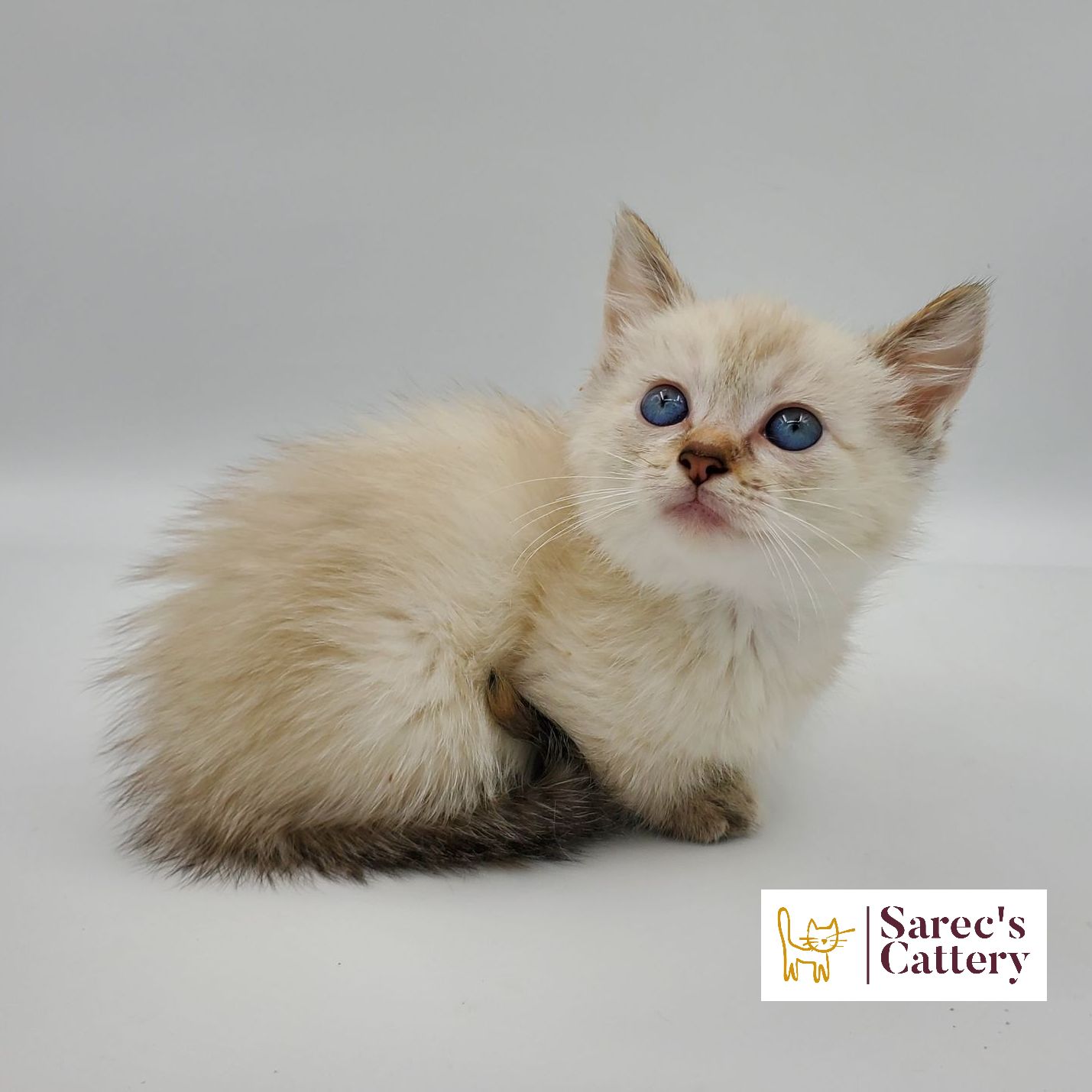 dilute calico female Sphynx kitten looking forward sitting