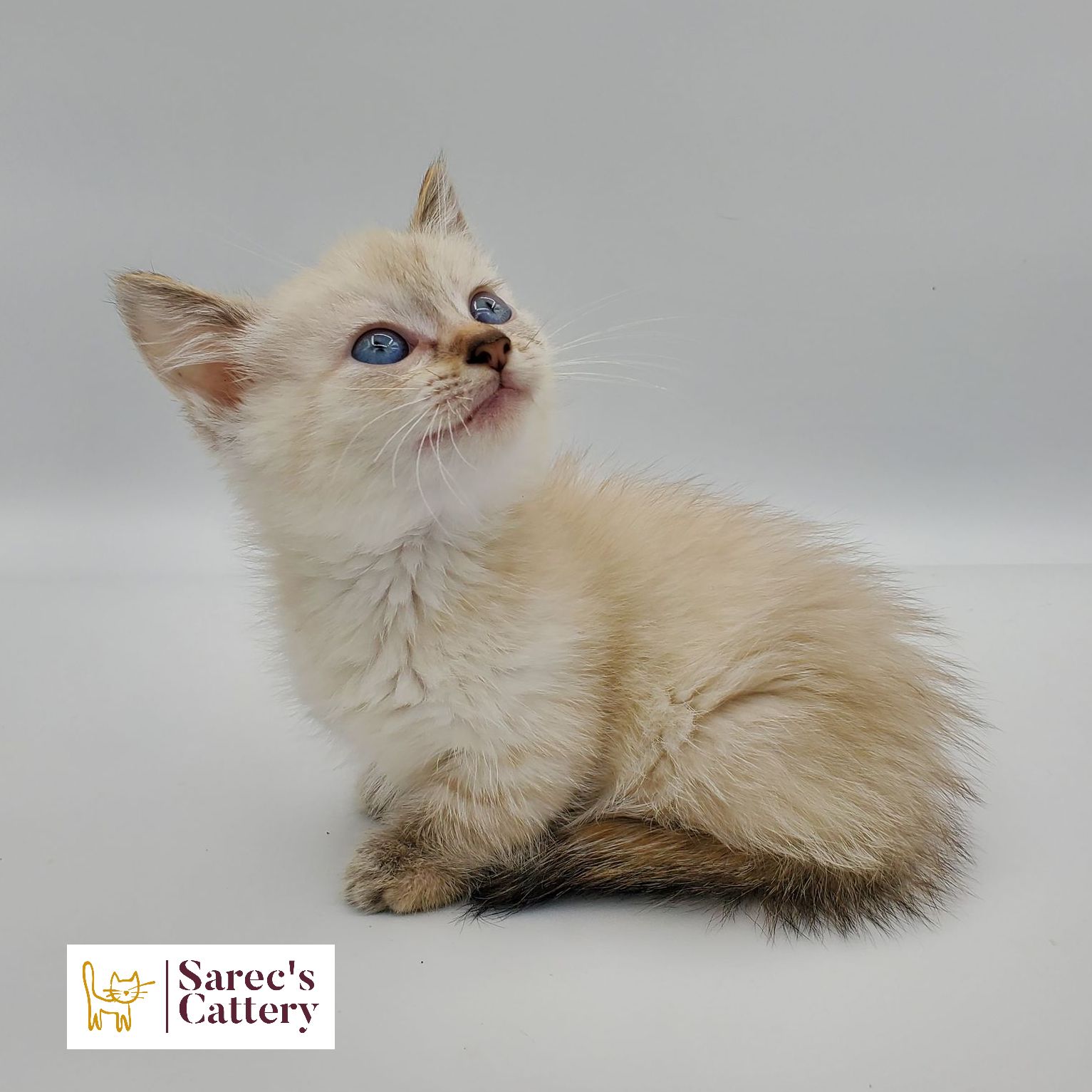 dilute calico female Sphynx kitten looking to the side with leg out