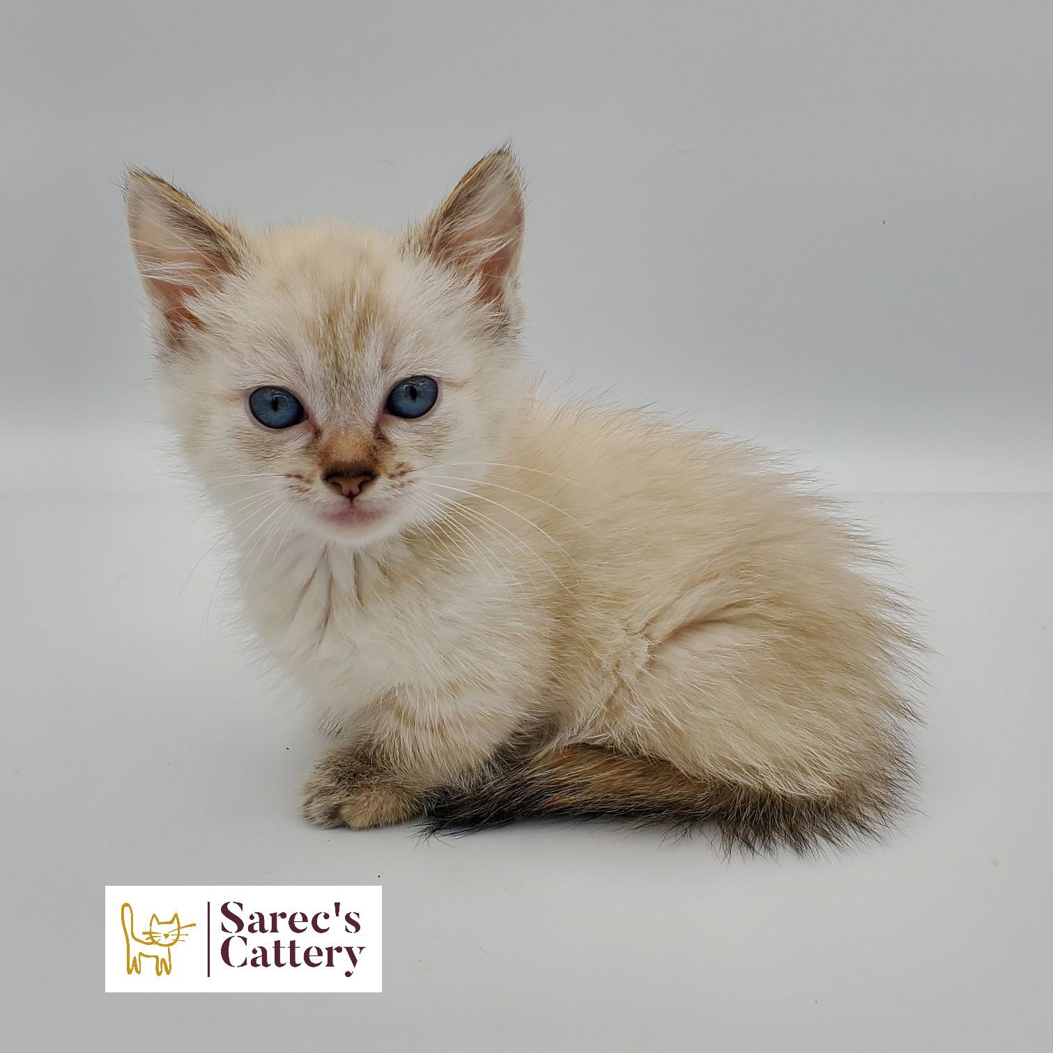 dilute calico female Sphynx kitten standing back legs low