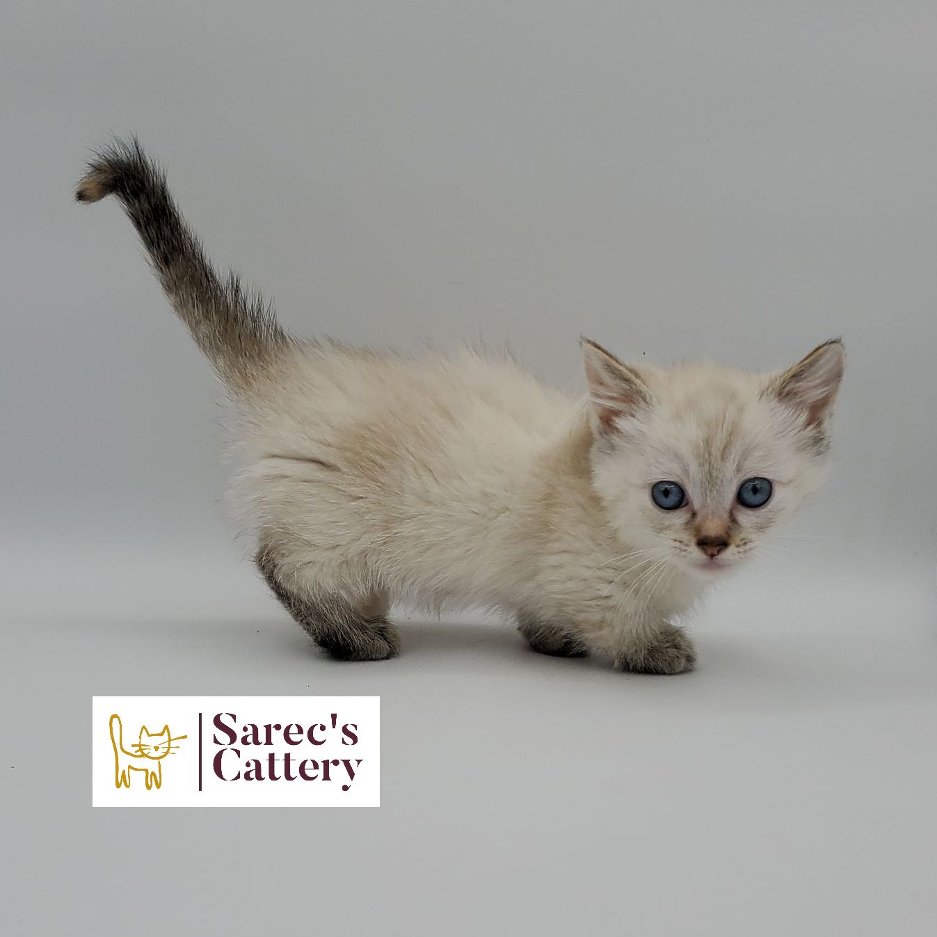dilute calico female Sphynx kitten side and back profile